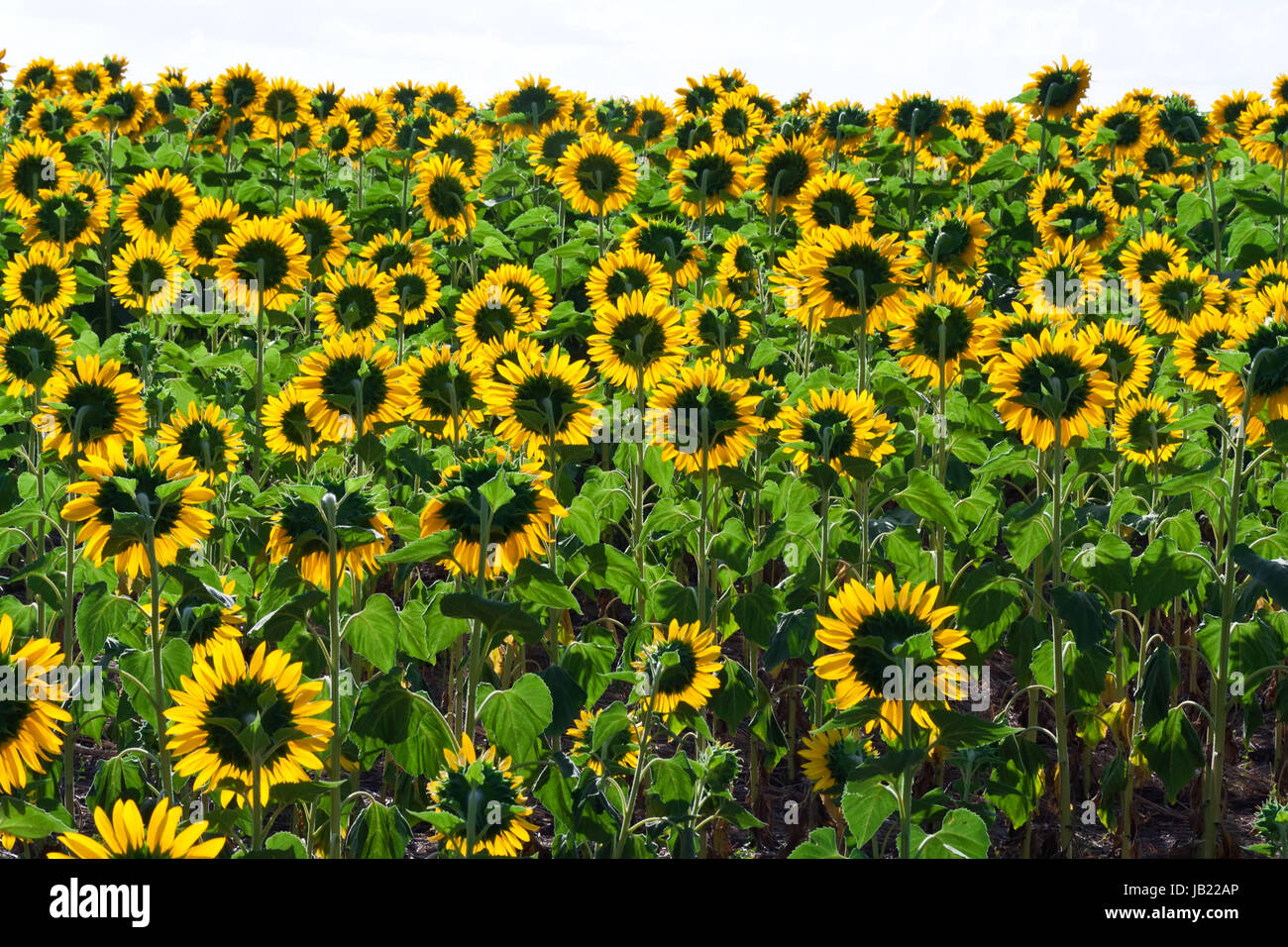 Beautiful blooming field of sunflowers under blue sky Stock Photo - Alamy