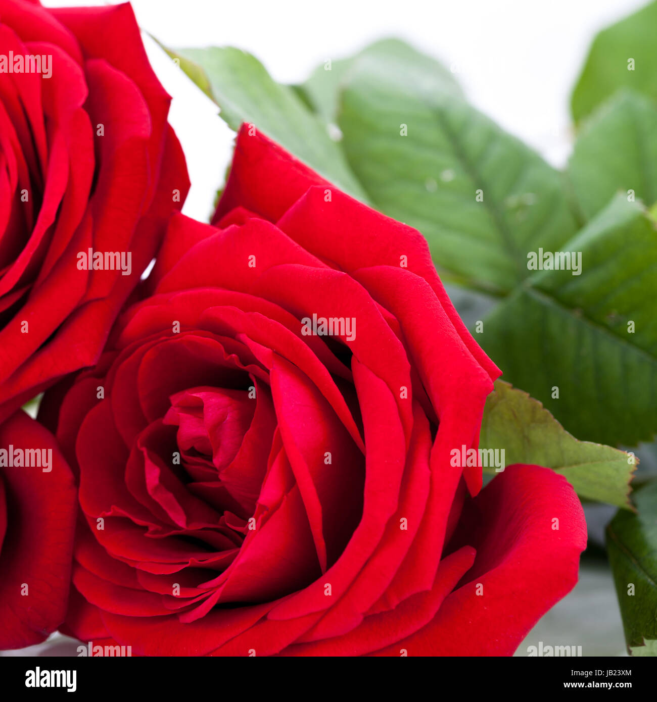 Wunderschöne rose hi-res stock photography and images - Alamy