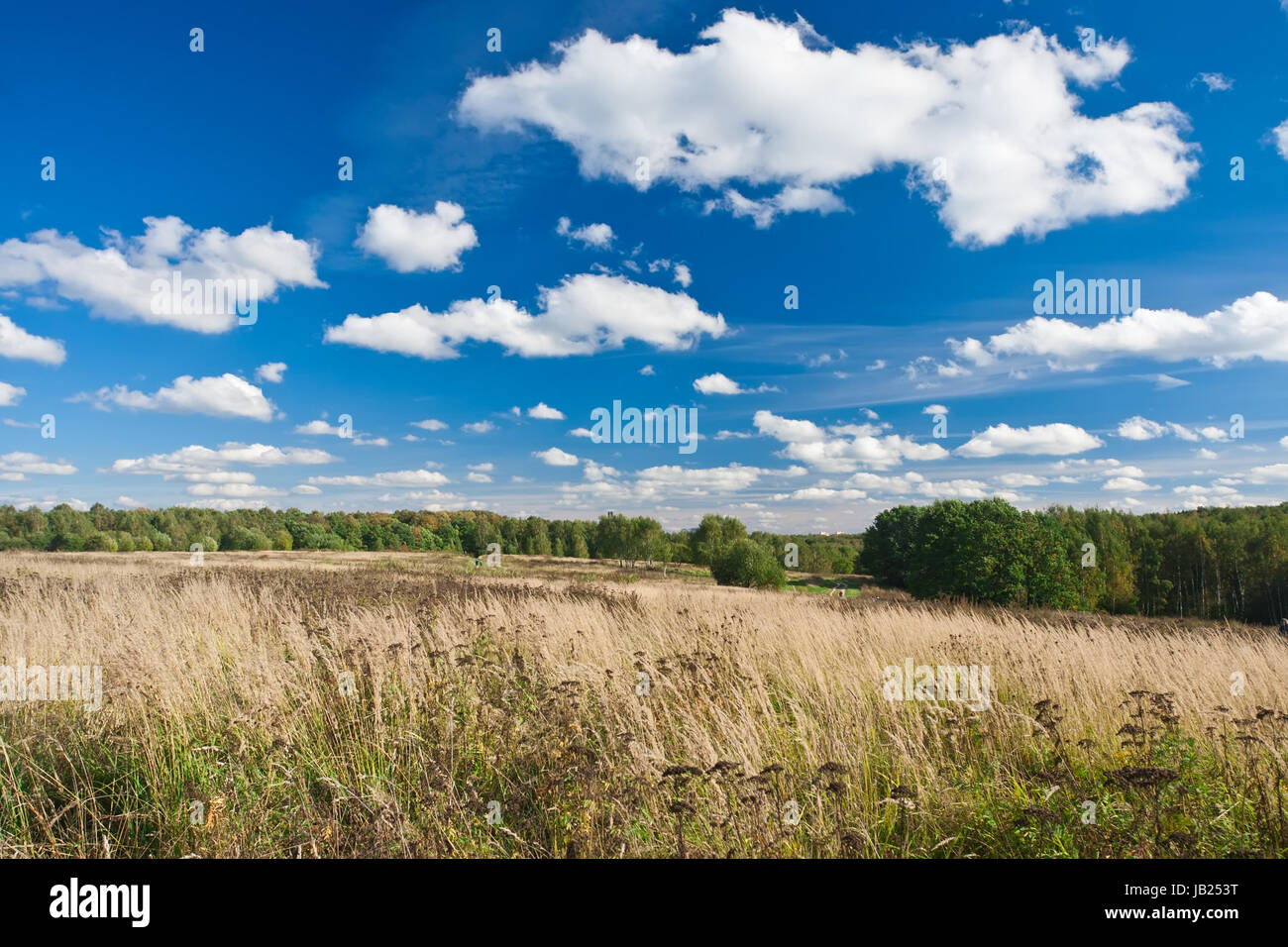 Nice landscape with summer meadow under blue sky Stock Photo - Alamy