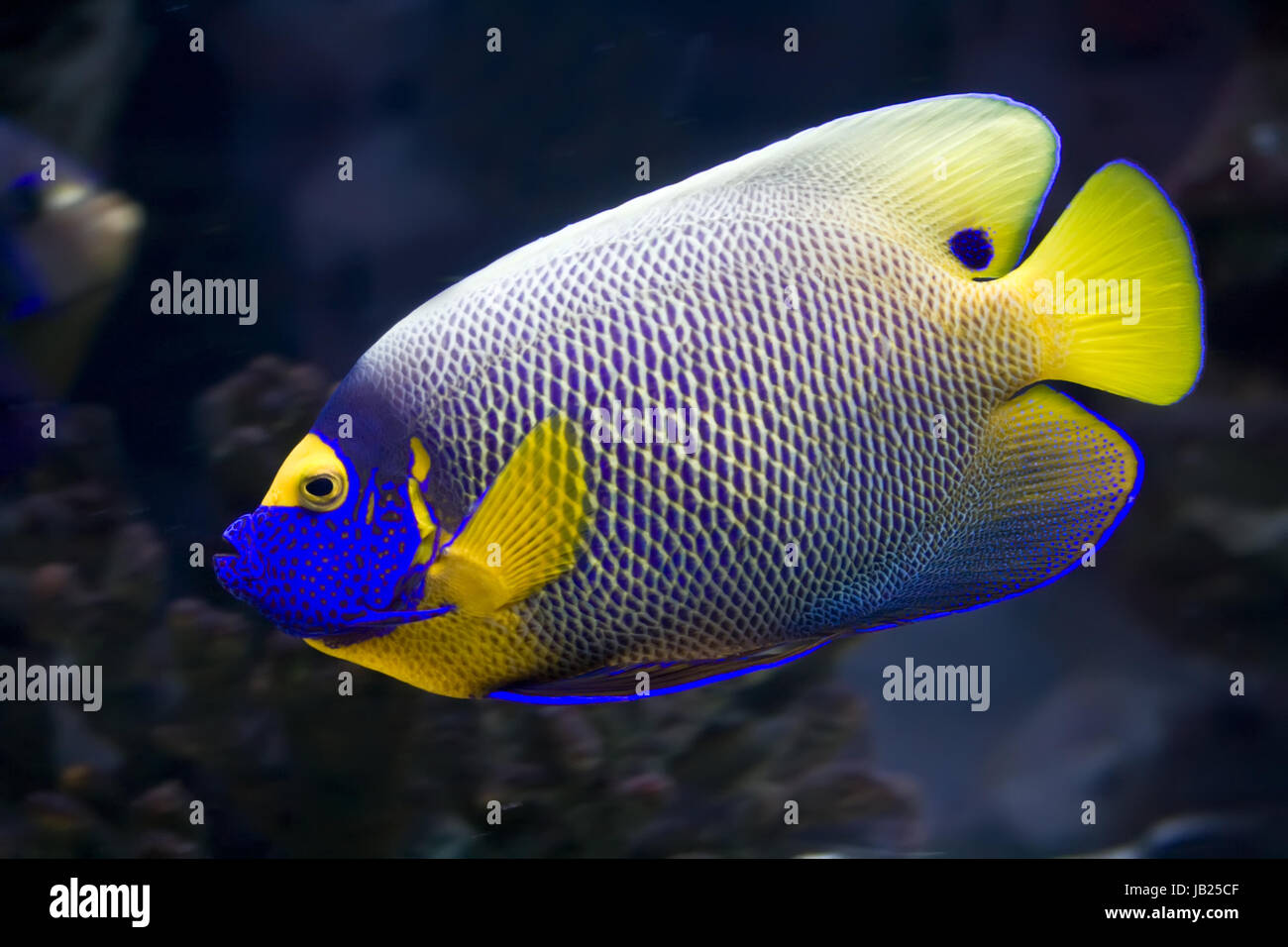 Beautiful exotic tropical fish angelfish Stock Photo