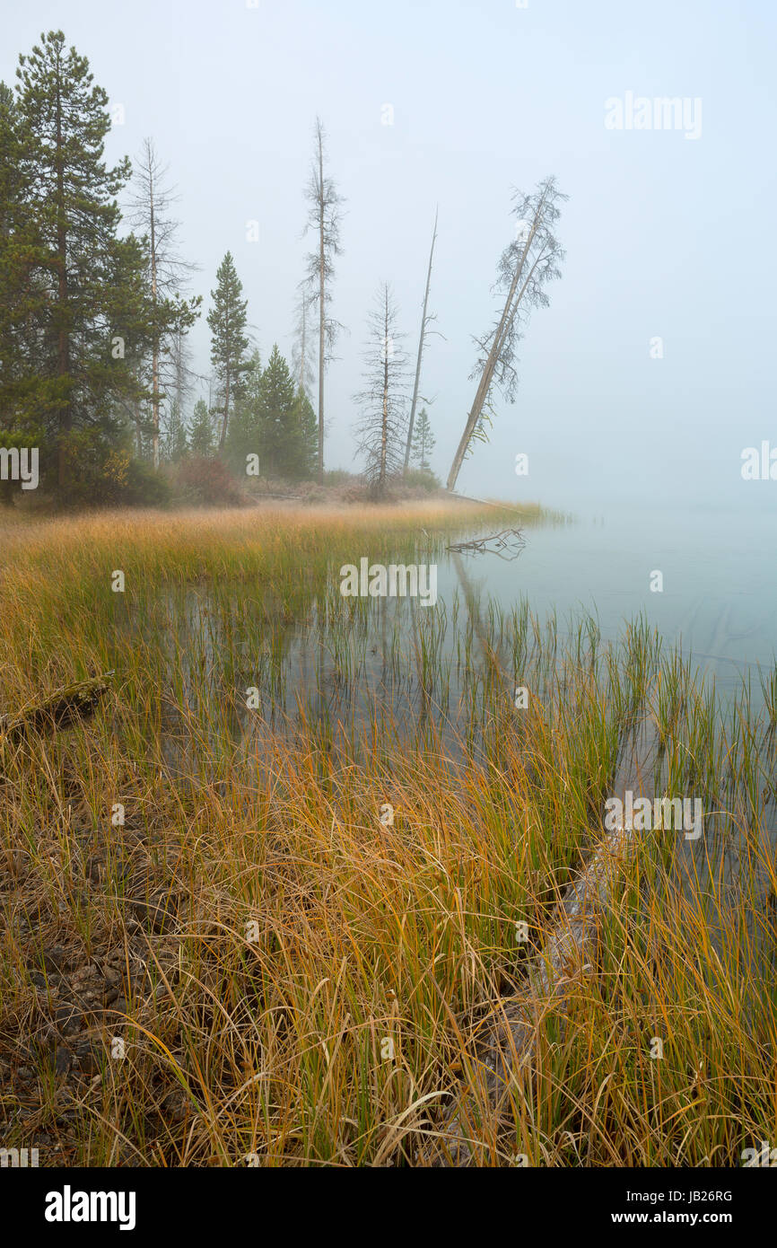 A forested marsh along Little Redfish Lake and the Sawtooth Mountains of Idaho. USA. Fall Stock Photo