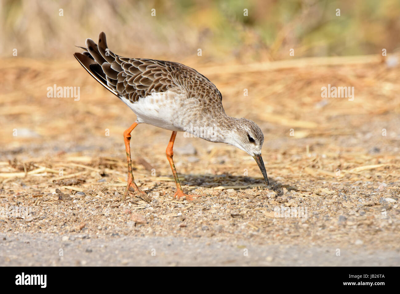 Ruff (Philomachus pugnax), eating on ground Stock Photo
