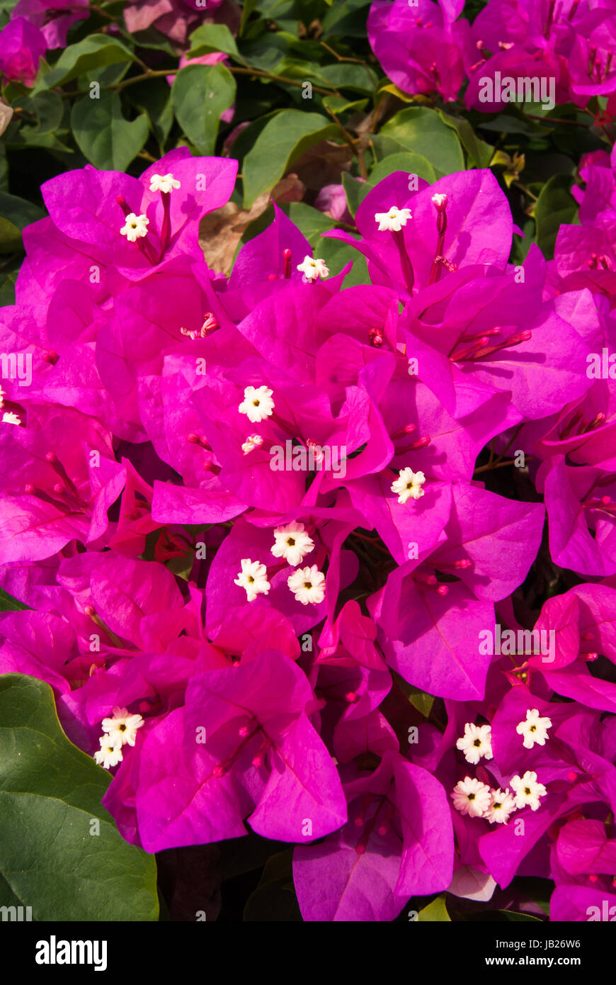 A dense cluster of pink bougainvillea. A closeup shot displaying the little white centers nicely. Stock Photo