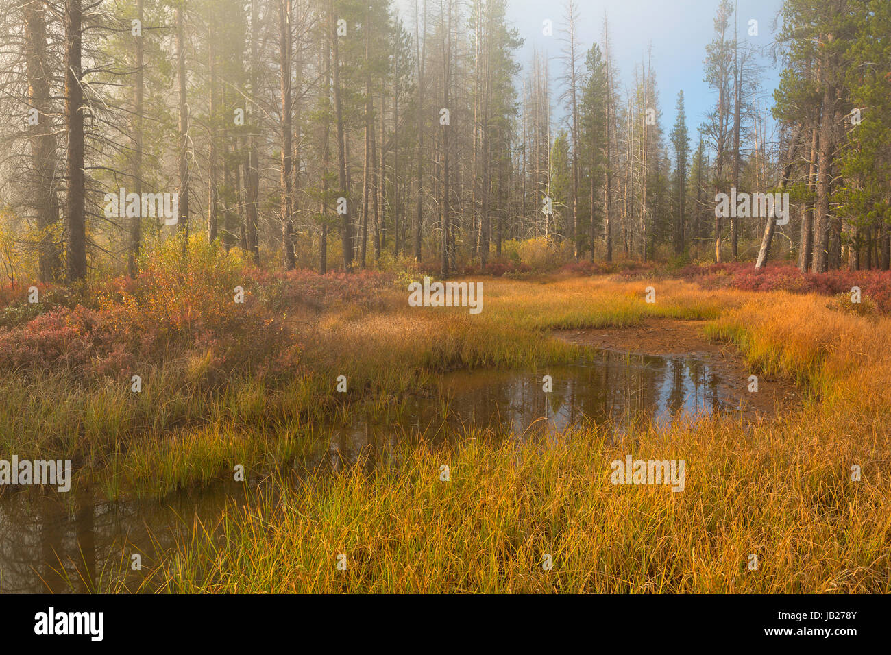 A forested marsh near Stanley Lake and the Sawtooth Mountains of Idaho. USA. Fall Stock Photo