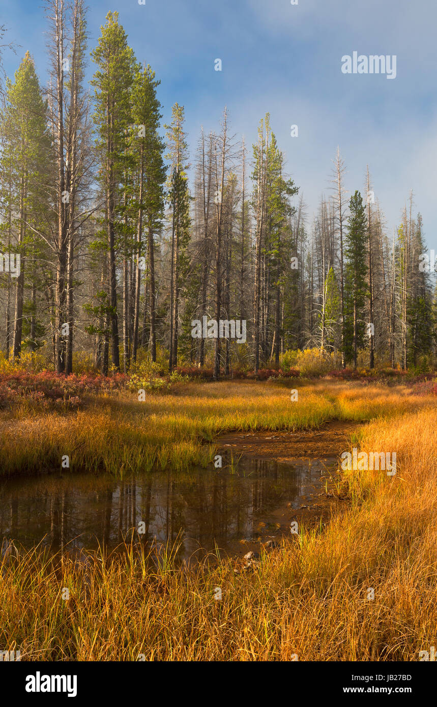 A forested marsh near Stanley Lake and the Sawtooth Mountains of Idaho. USA. Fall Stock Photo