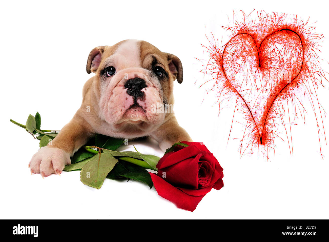 romantic roses Stock Photo