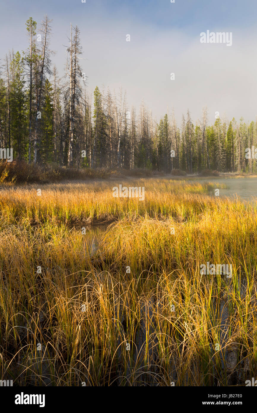 A forested marsh along Little Redfish Lake and the Sawtooth Mountains of Idaho. USA. Fall Stock Photo