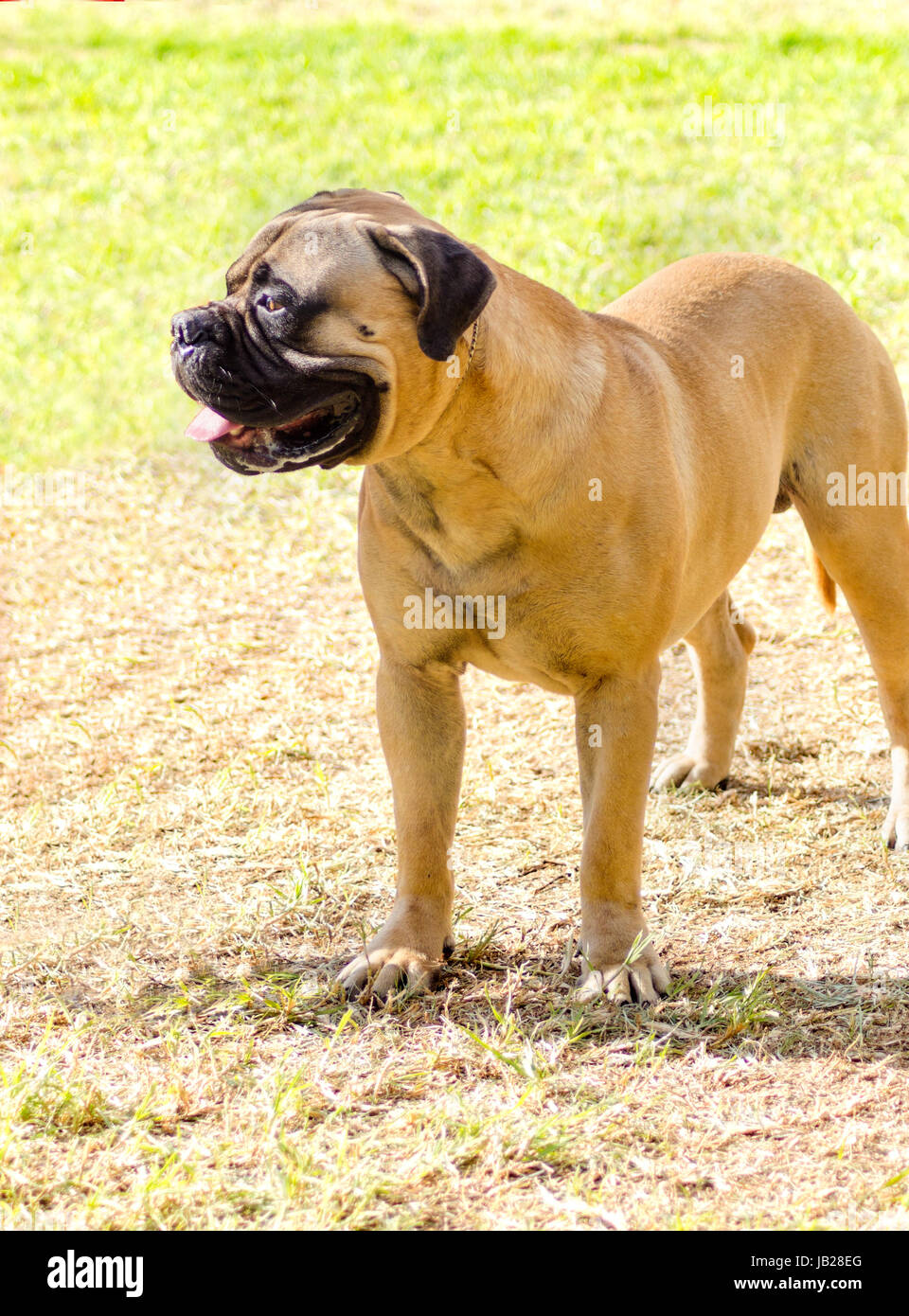A young, beautiful red fawn, medium sized Bullmastiff dog standing on the grass. The Bullmastiff is a powerfully built animal with great intelligence and a willingness to please. Stock Photo