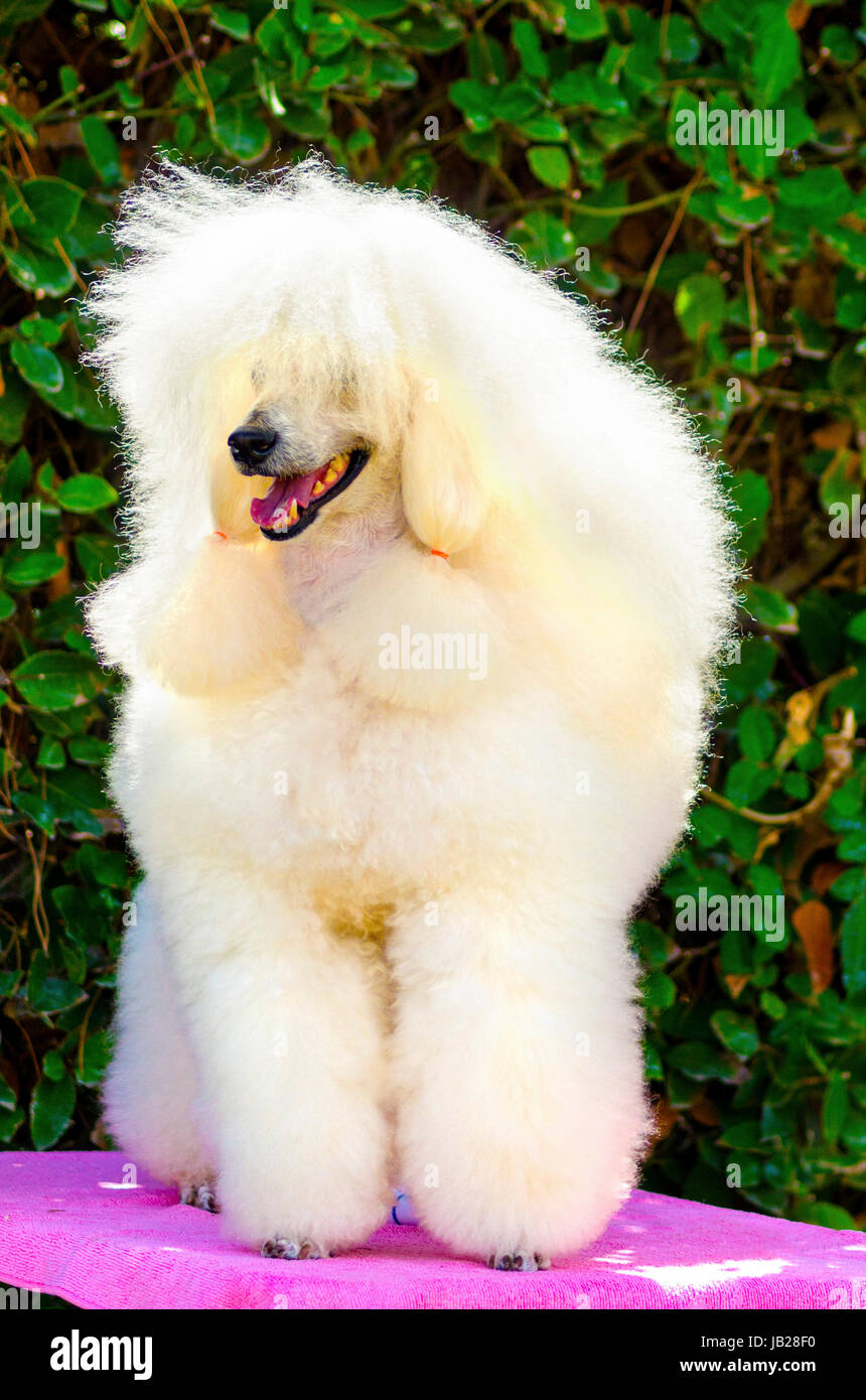 Miniature poodle silver hires stock photography and images Alamy