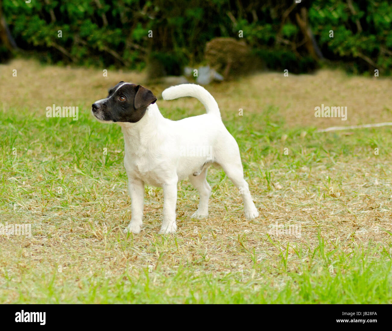 A Small Black And White Rough Coated Jack Russell Terrier Dog