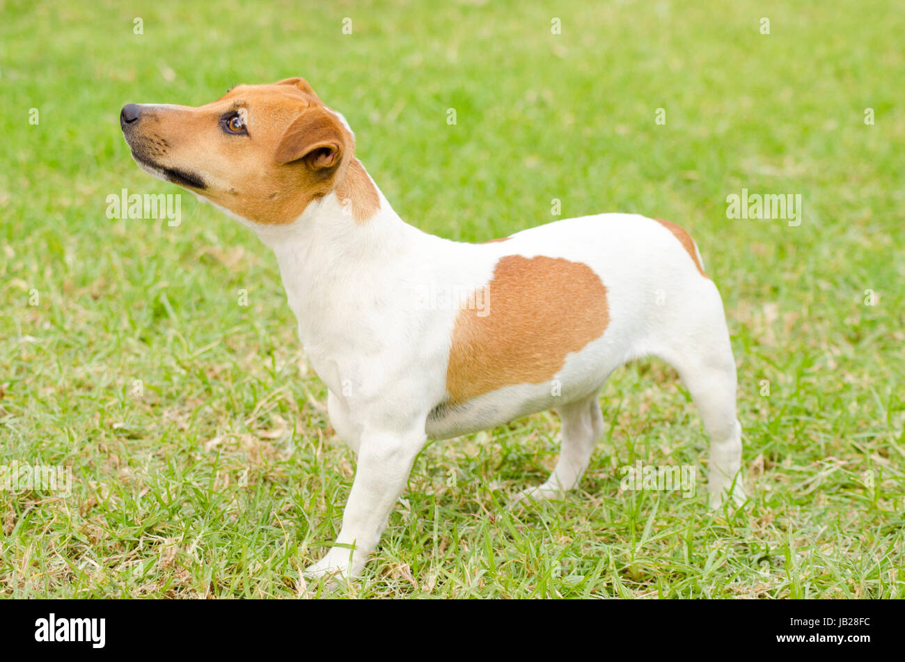 A small white and tan smooth coated Jack Russell Terrier dog walking on the grass, looking very happy. It is known for being confident, highly intelligent and faithful, and views life as a great adventure. Stock Photo