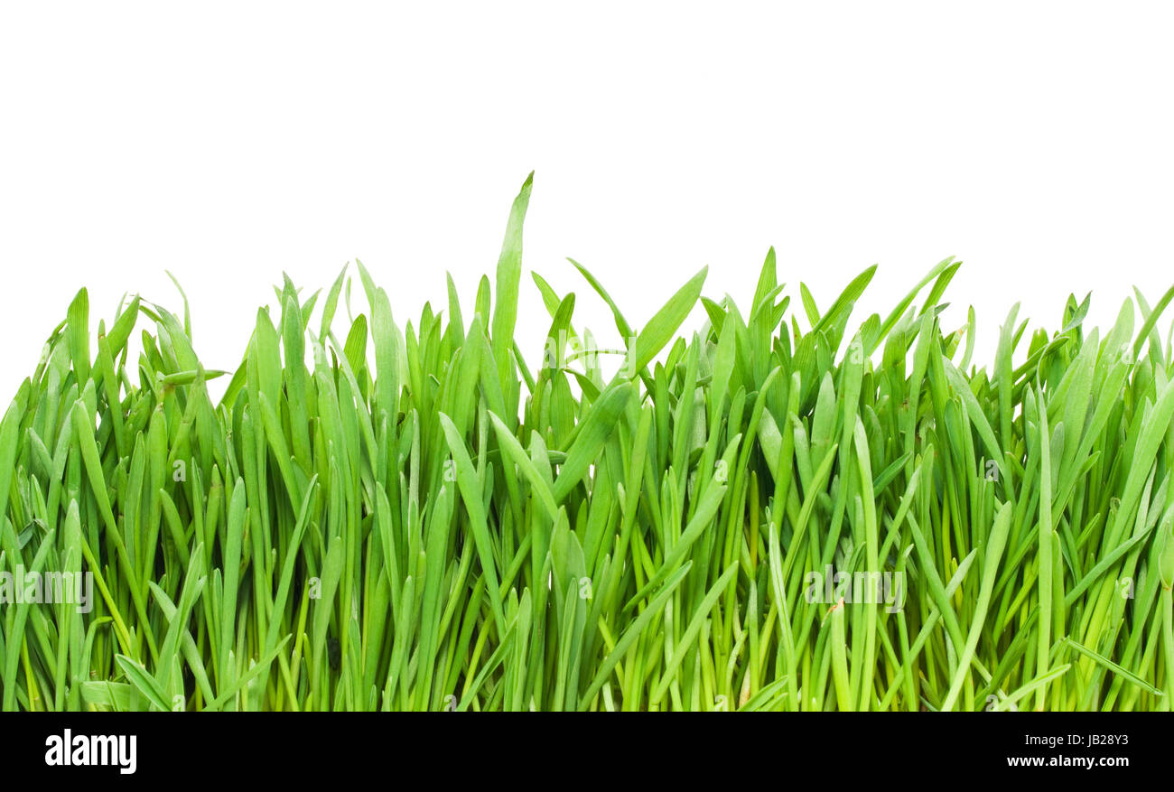 Fresh green grass on white background Stock Photo - Alamy