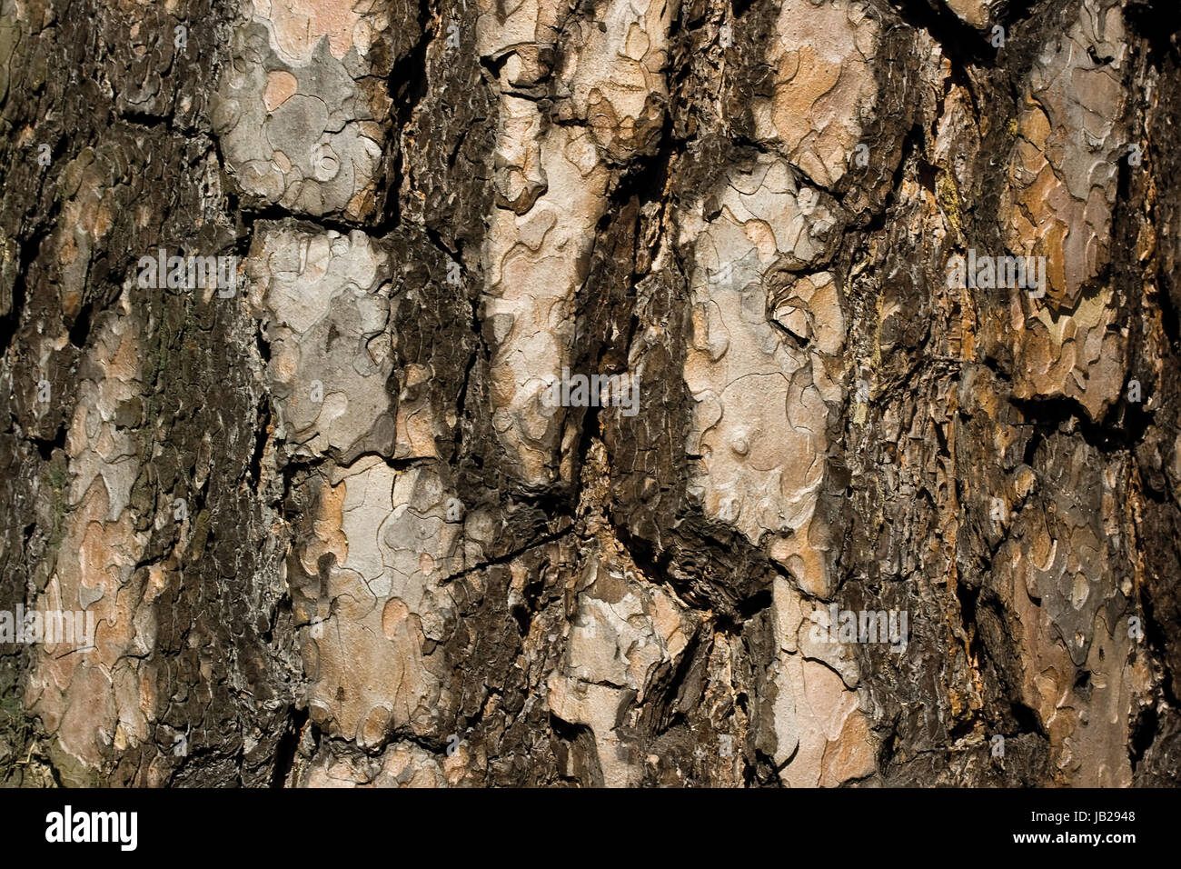 Old pine bark texture background Stock Photo - Alamy