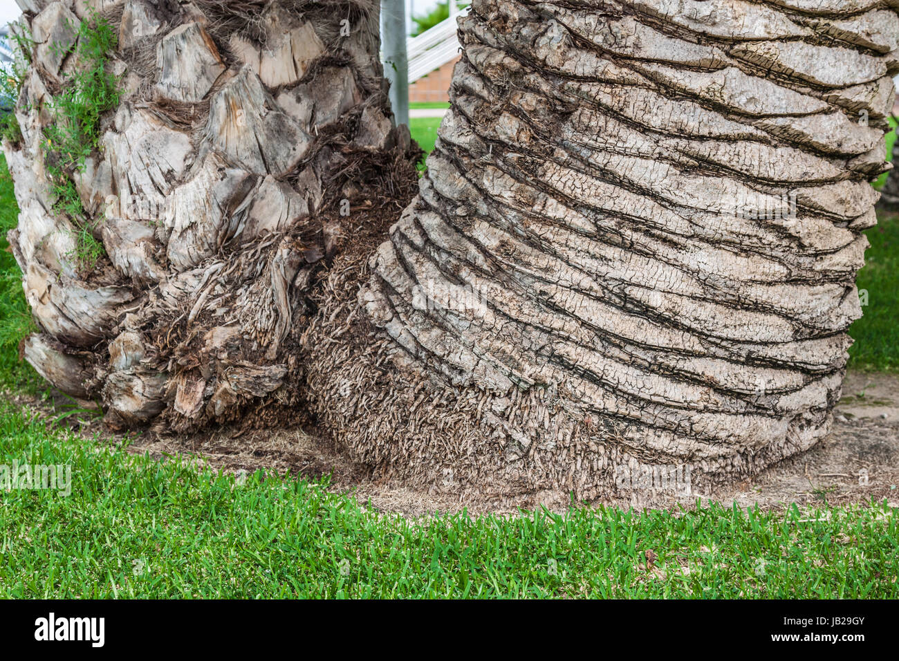 Palm tree trunk background Stock Photo - Alamy