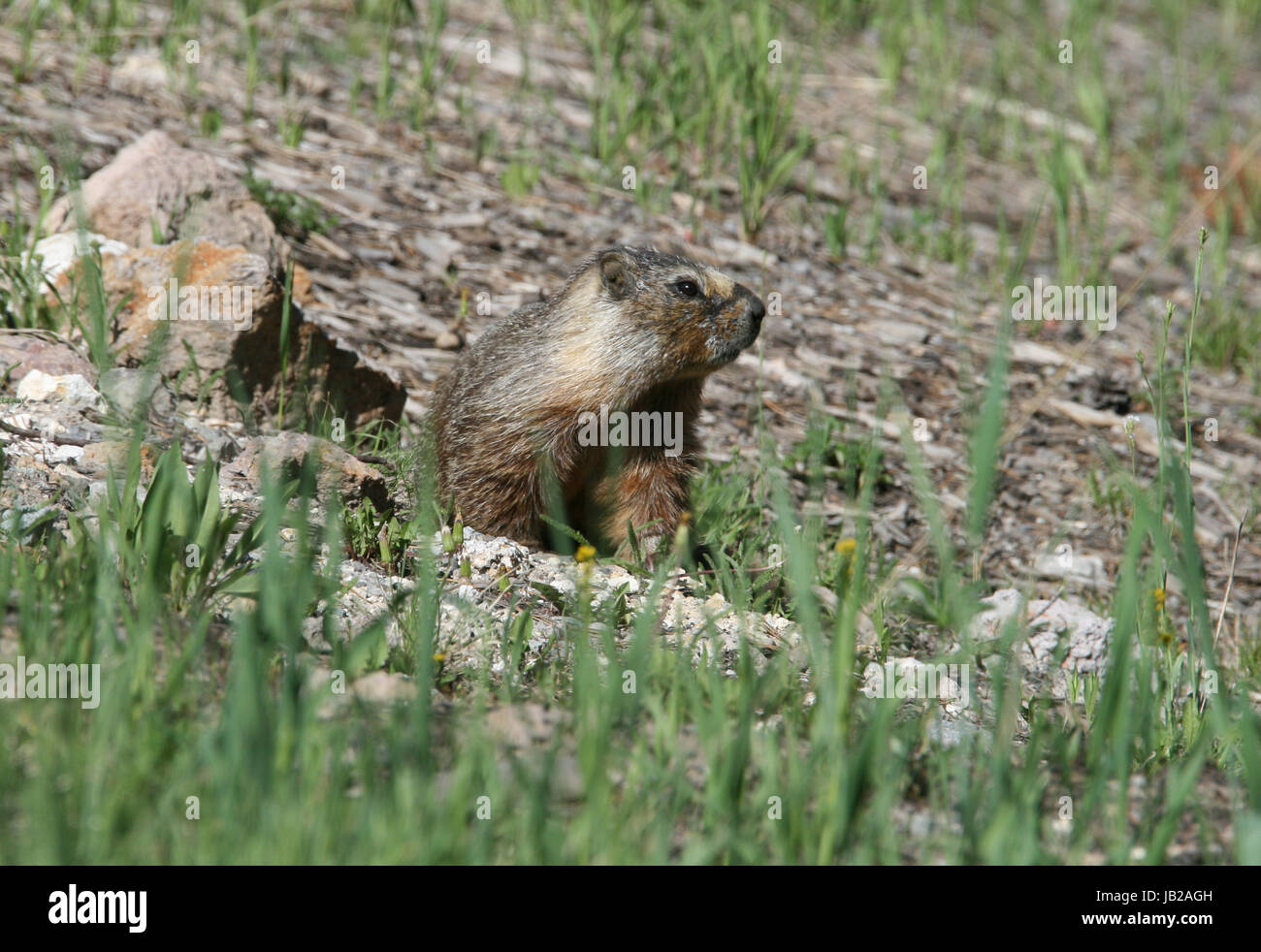 marmot (america) Stock Photo