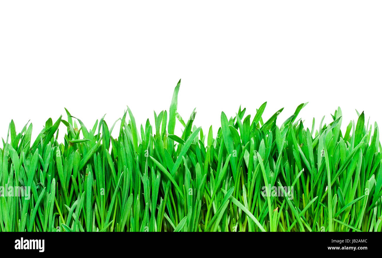 Fresh green grass on white background Stock Photo - Alamy