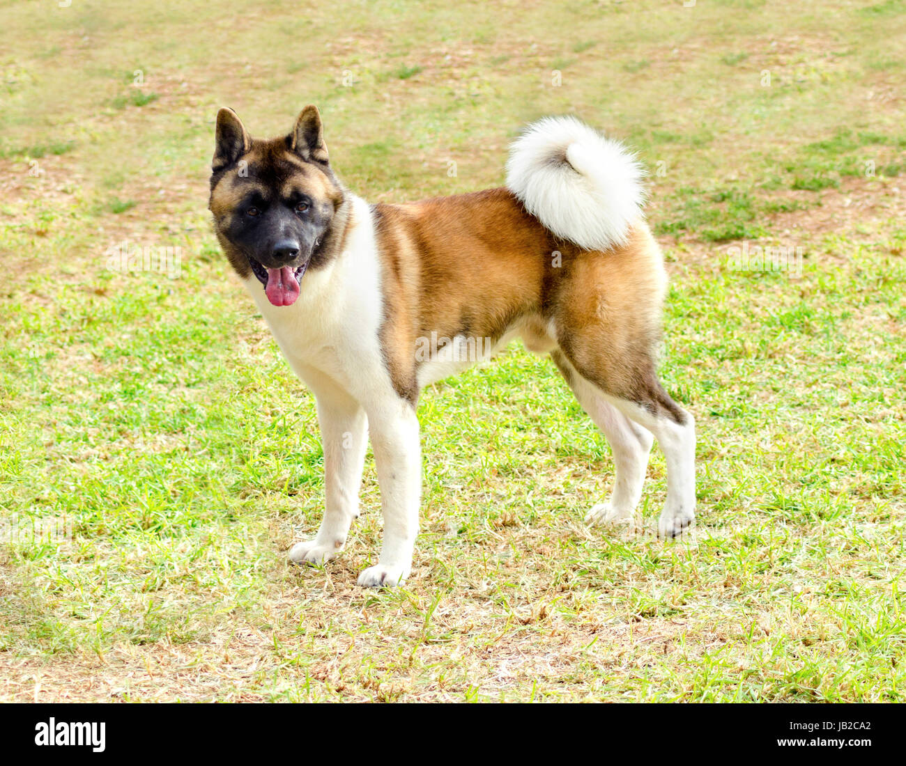 A profile view of a sable, white and brown pinto American Akita dog