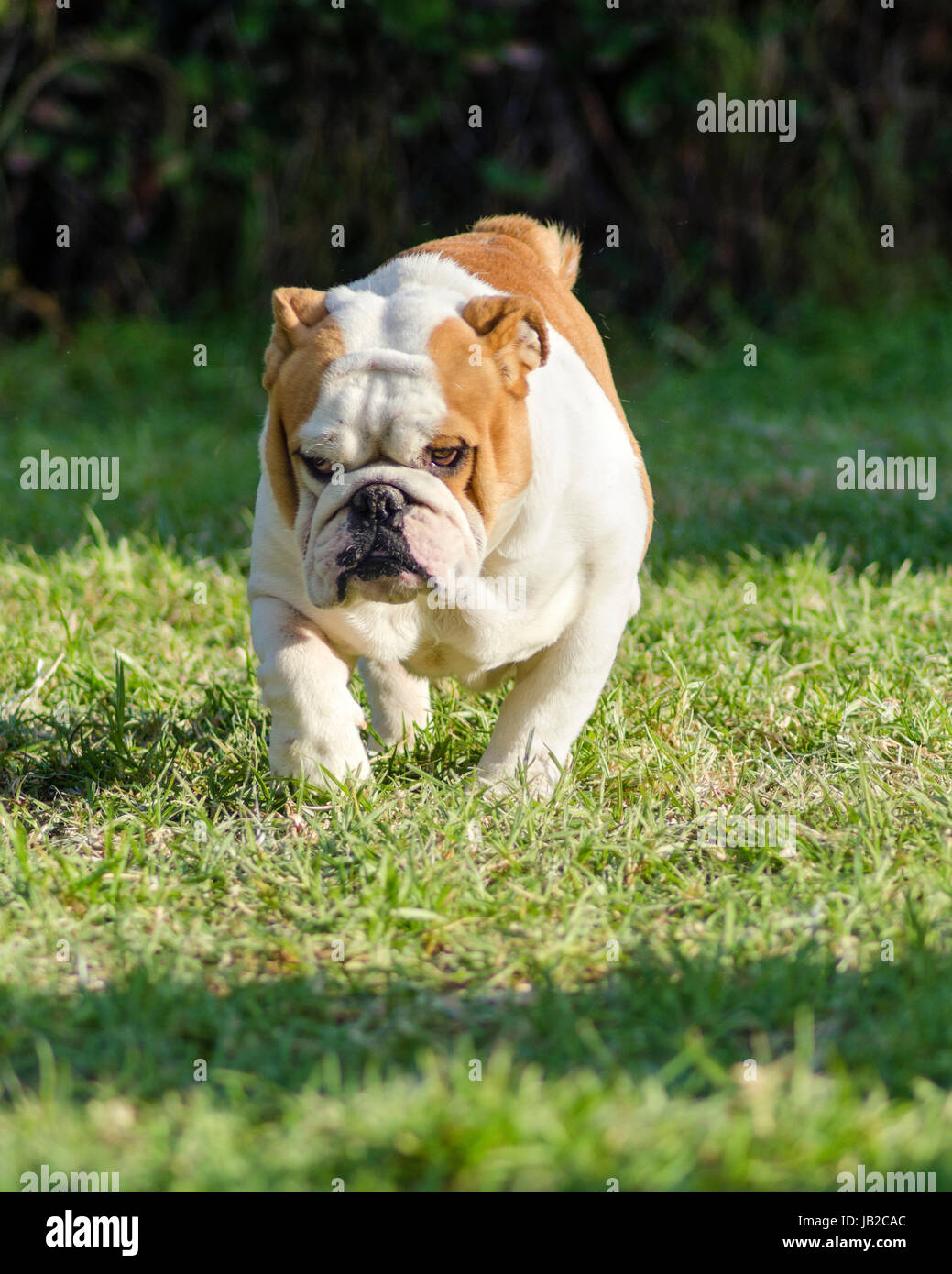 A small, young, beautiful, brown and white English Bulldog running on the lawn looking playful and cheerful. The Bulldog is a muscular, heavy dog with a wrinkled face and a distinctive pushed-in nose. Stock Photo