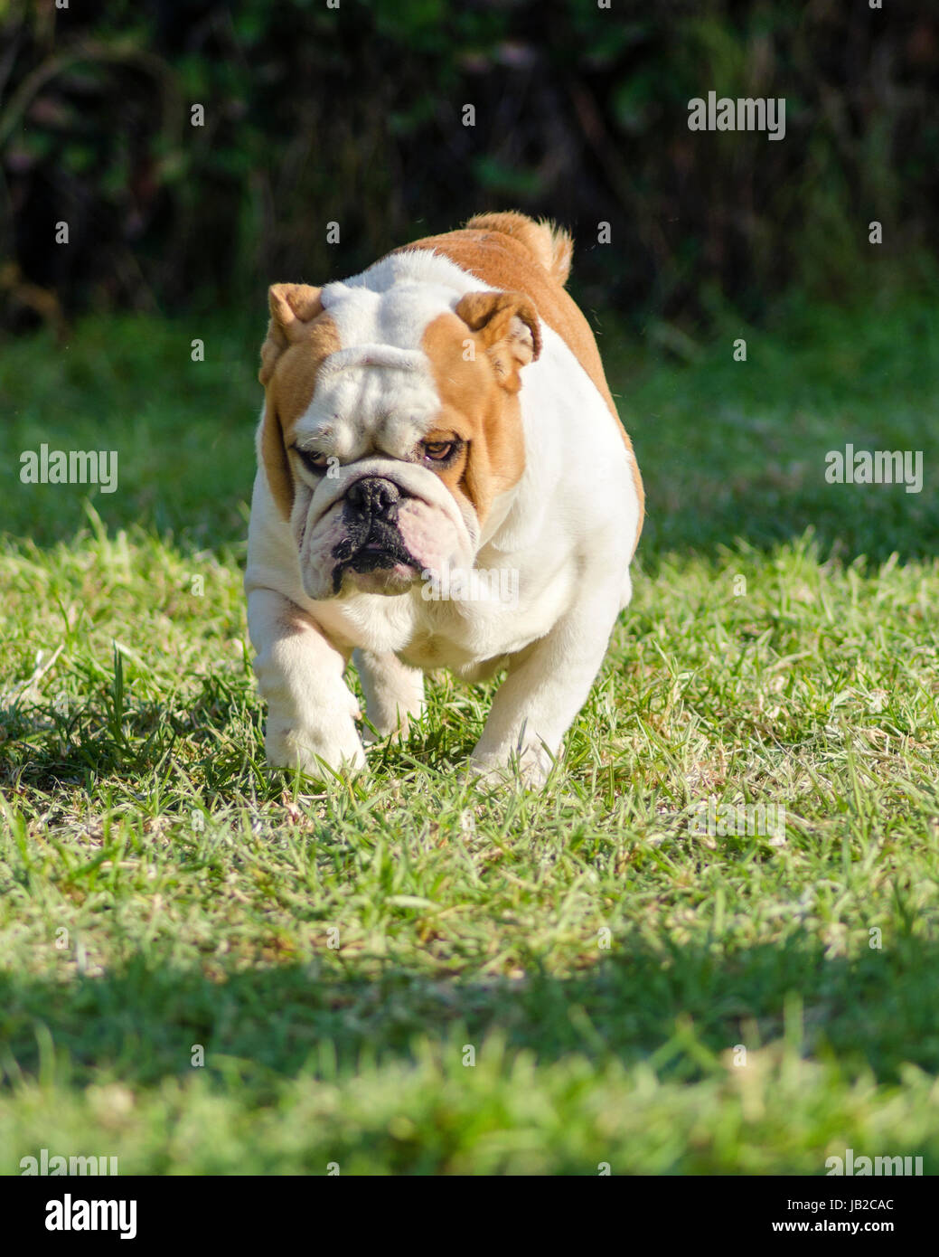 A Small Young Beautiful Brown And White English Bulldog Running On The Lawn Looking Playful And Cheerful The Bulldog Is A Muscular Heavy Dog With A Wrinkled Face And A Distinctive Pushed In