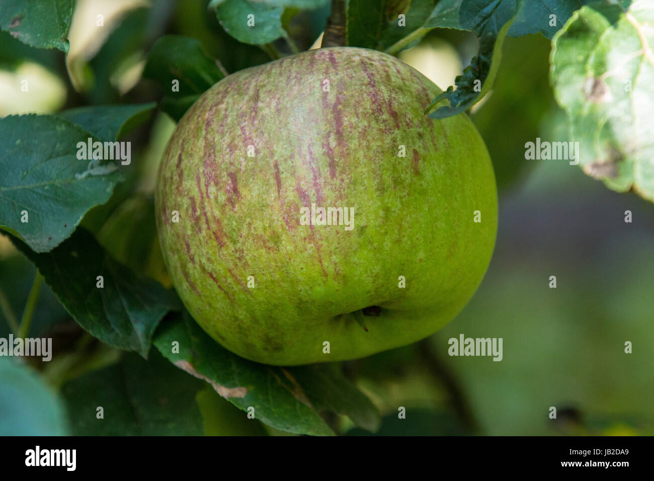 Obst ernten, pflücken hi-res stock photography and images - Page 2 - Alamy, image size:1300x956