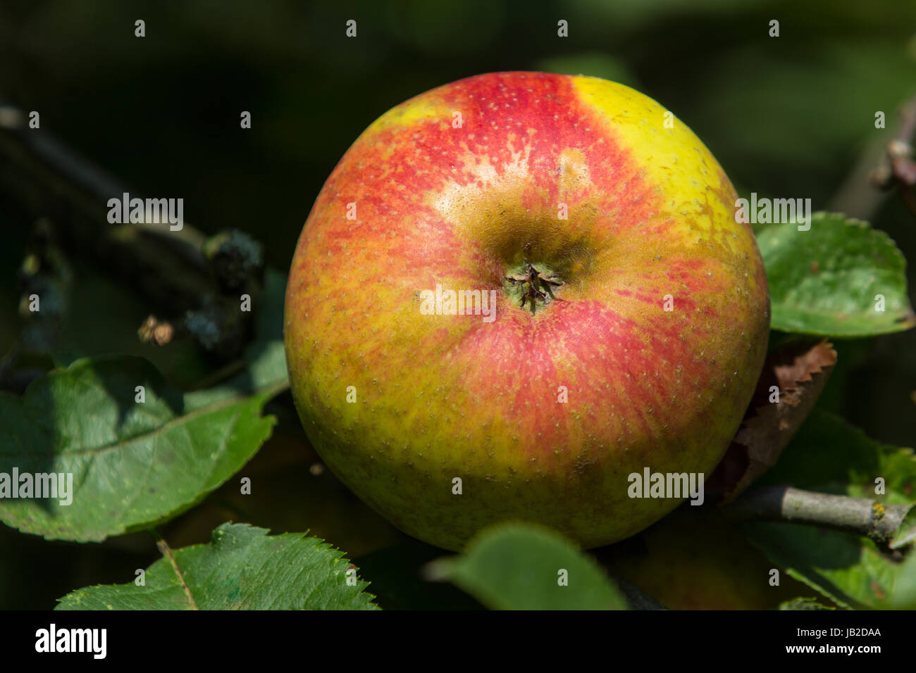 Obst ernten, pflücken hi-res stock photography and images - Page 2 - Alamy, image size:1300x956