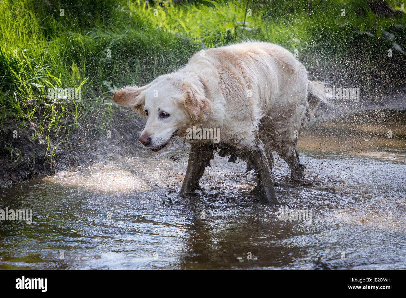 happy golden retriever dog shaking in muddy puddle Stock Photo Alamy