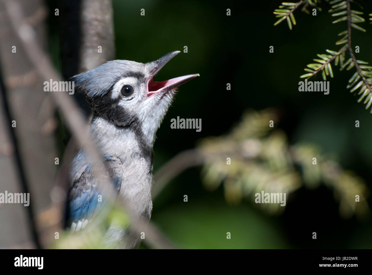 Immature Blue Jay Singing in Tree Stock Photo