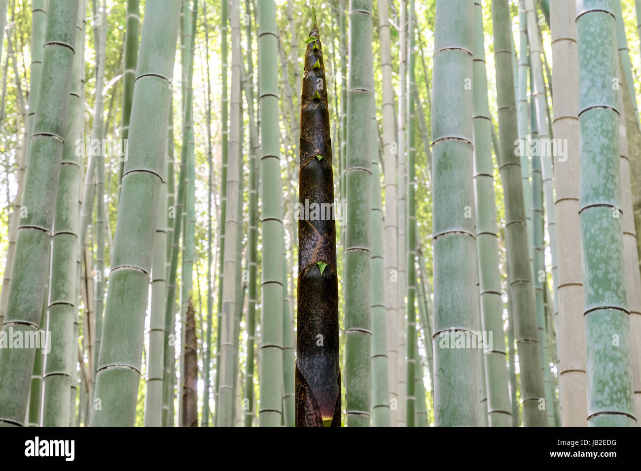 Bamboo shoot, Bamboo forest in Arashiyama, Kyoto, Japan Stock Photo Alamy