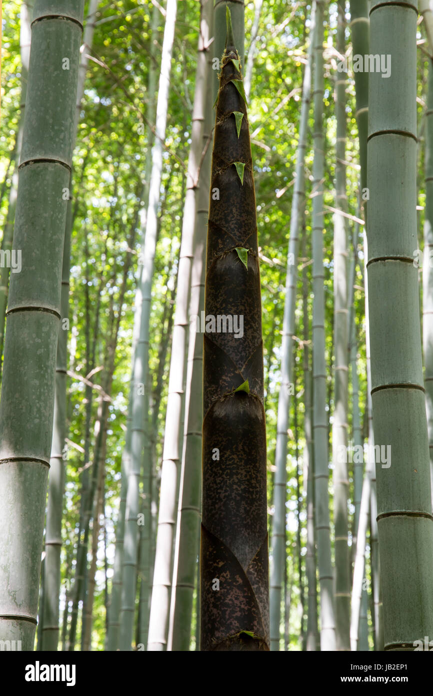 Bamboo shoot, Bamboo forest in Arashiyama, Kyoto, Japan Stock Photo Alamy