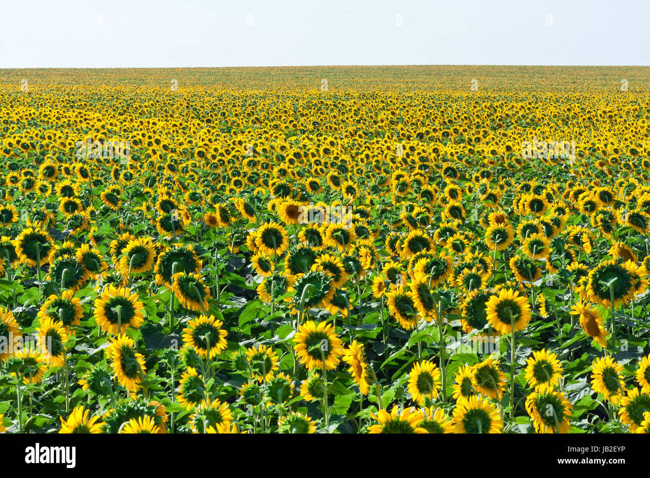 Beautiful blooming field of sunflowers under blue sky Stock Photo - Alamy