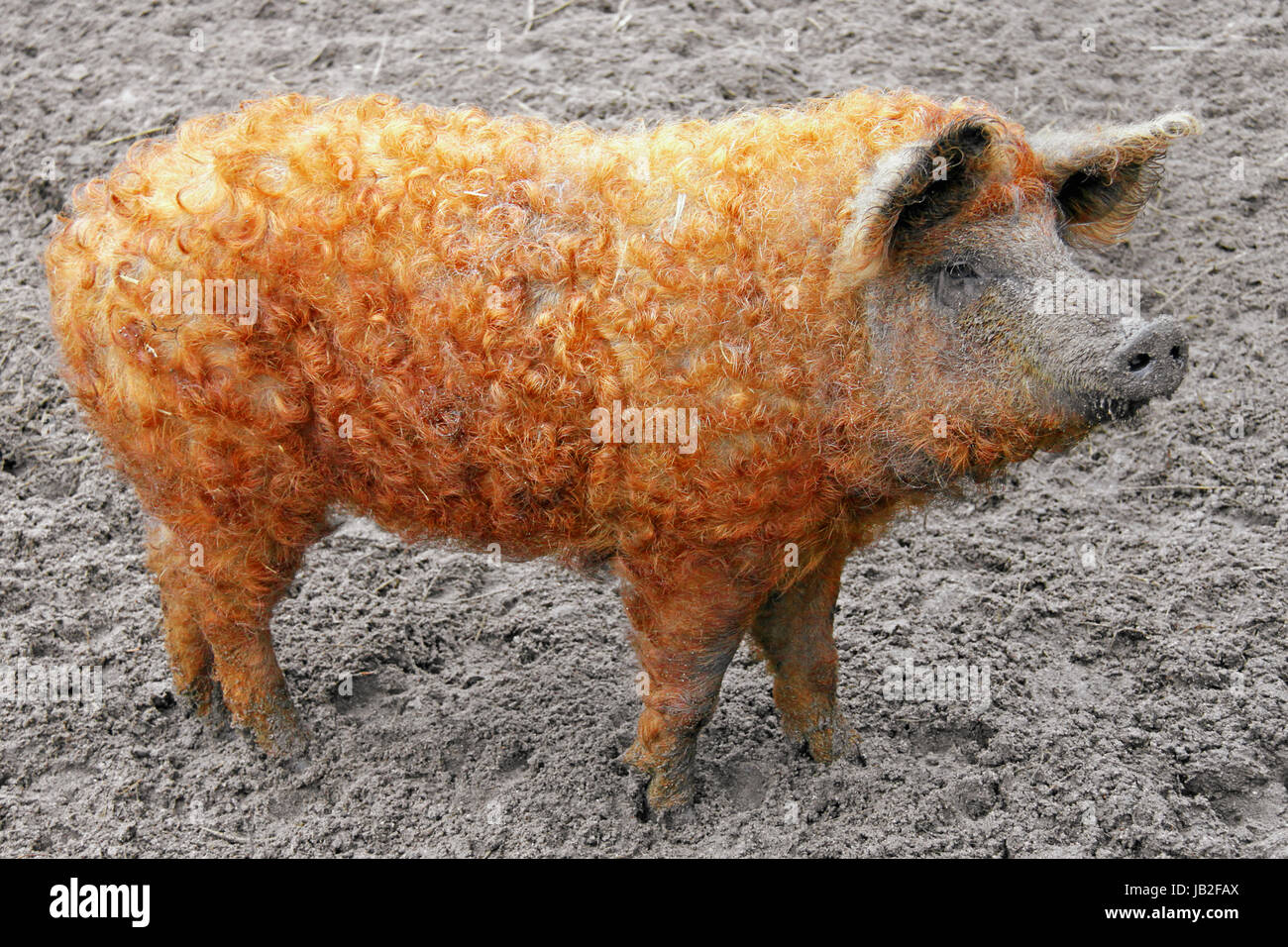 Curly haired pig hires stock photography and images Alamy