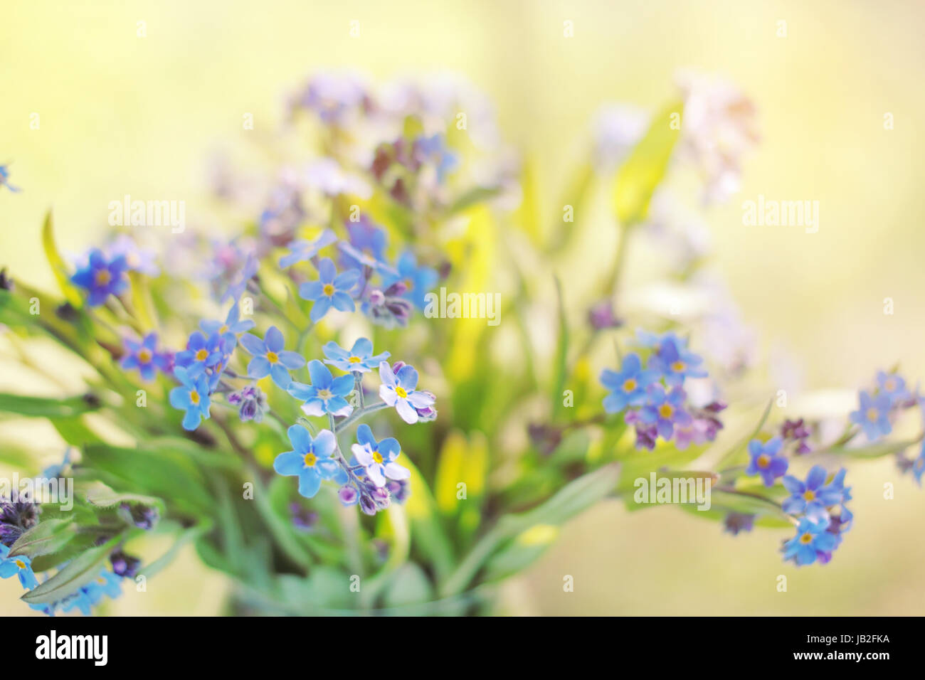 Bunch of  forget-me-nots as a background. Shallow depth of field Stock Photo