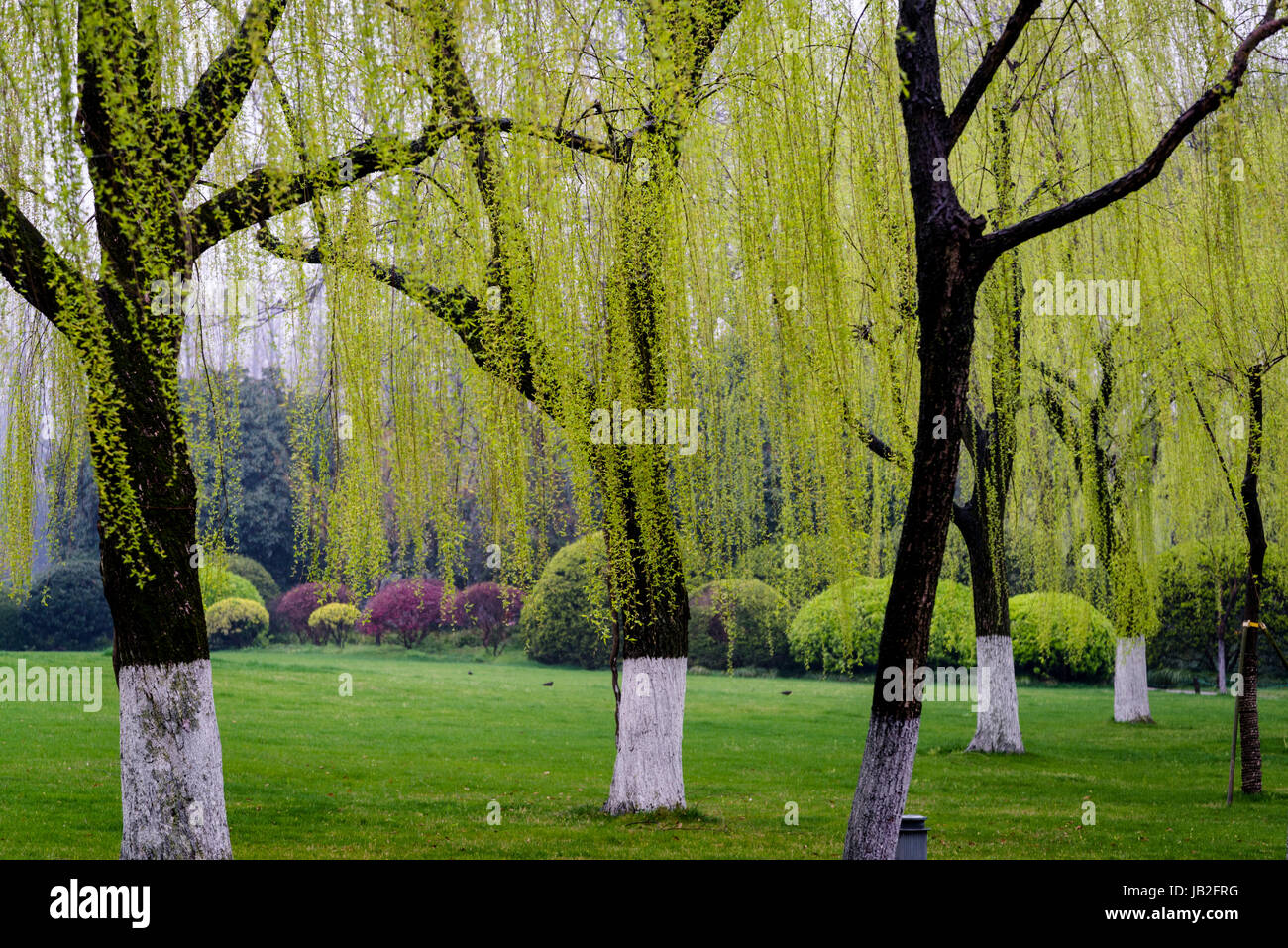 West Lake Hangzhou Willow Hi Res Stock Photography And Images Alamy
