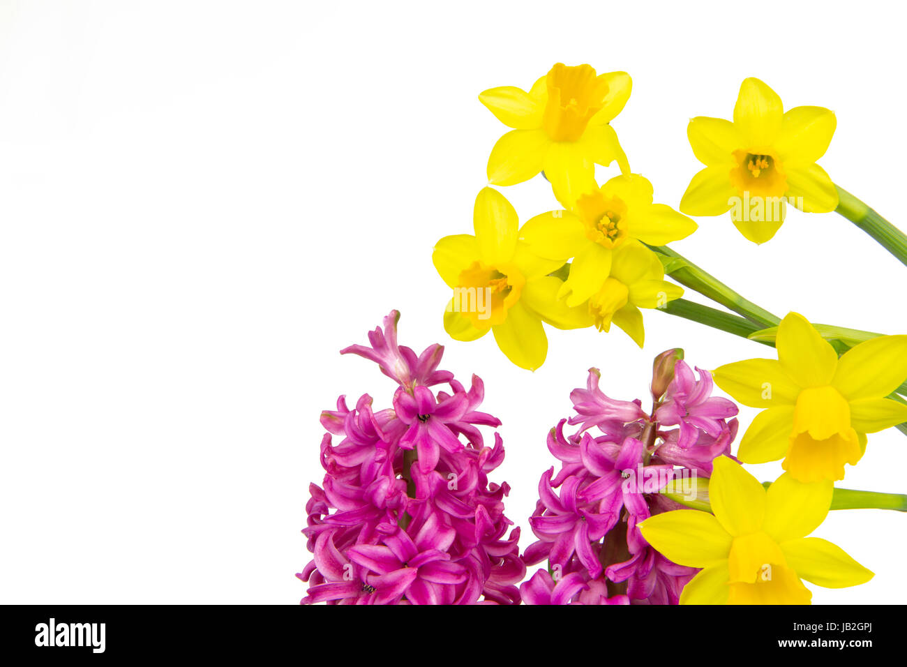 Bunte Hyazinthen und Narzissen blühen im Frühling Stock Photo