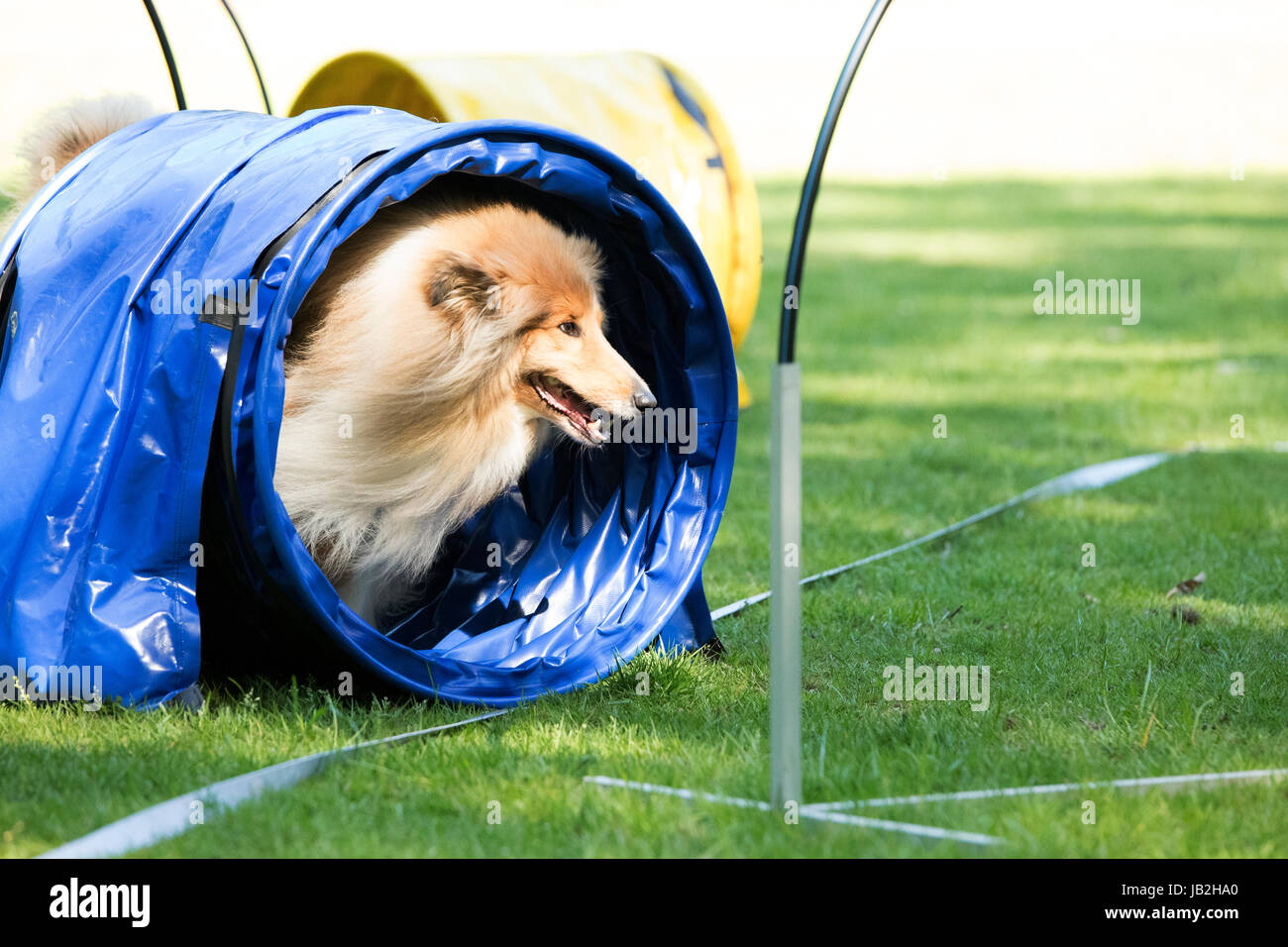 Dog, Scottish Collie, running through agility tunnel, hoopers Stock Photo