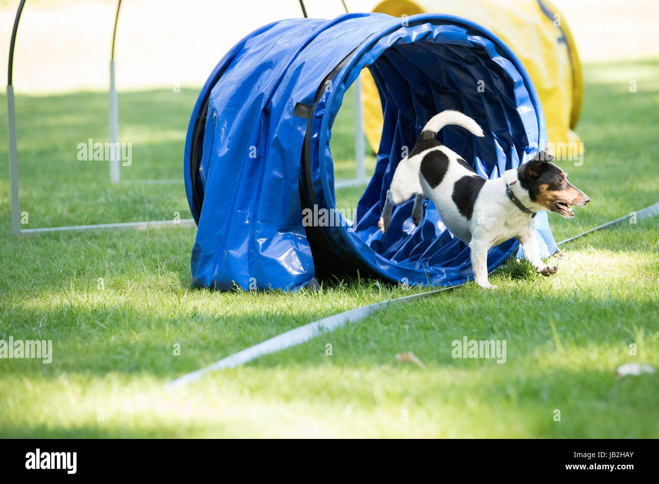 Dog, Jack Russel Terrier, running through agility tunnel, hooper training Stock Photo Alamy