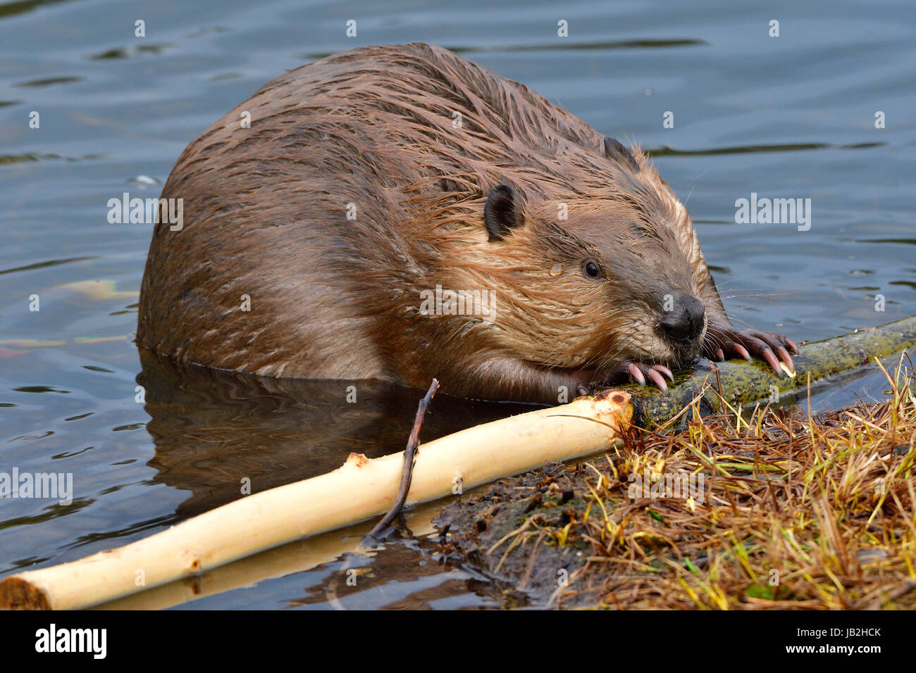 Beaver Eating Tree