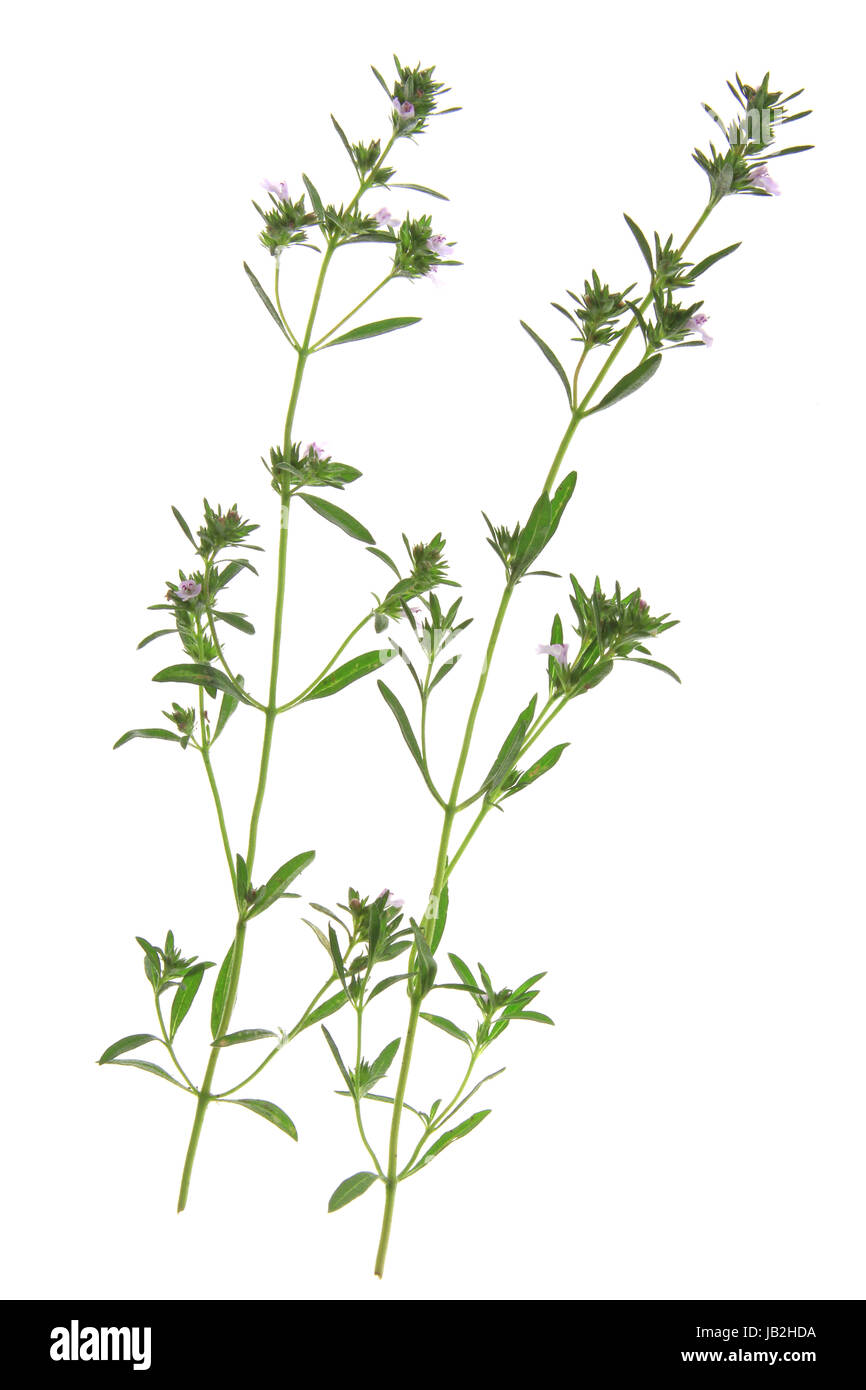 Gartenbohnenkraut oder Sommer-Bohnenkraut (Satureja hortensis), blühende Pflanze vor weißem Hintergrund Stock Photo