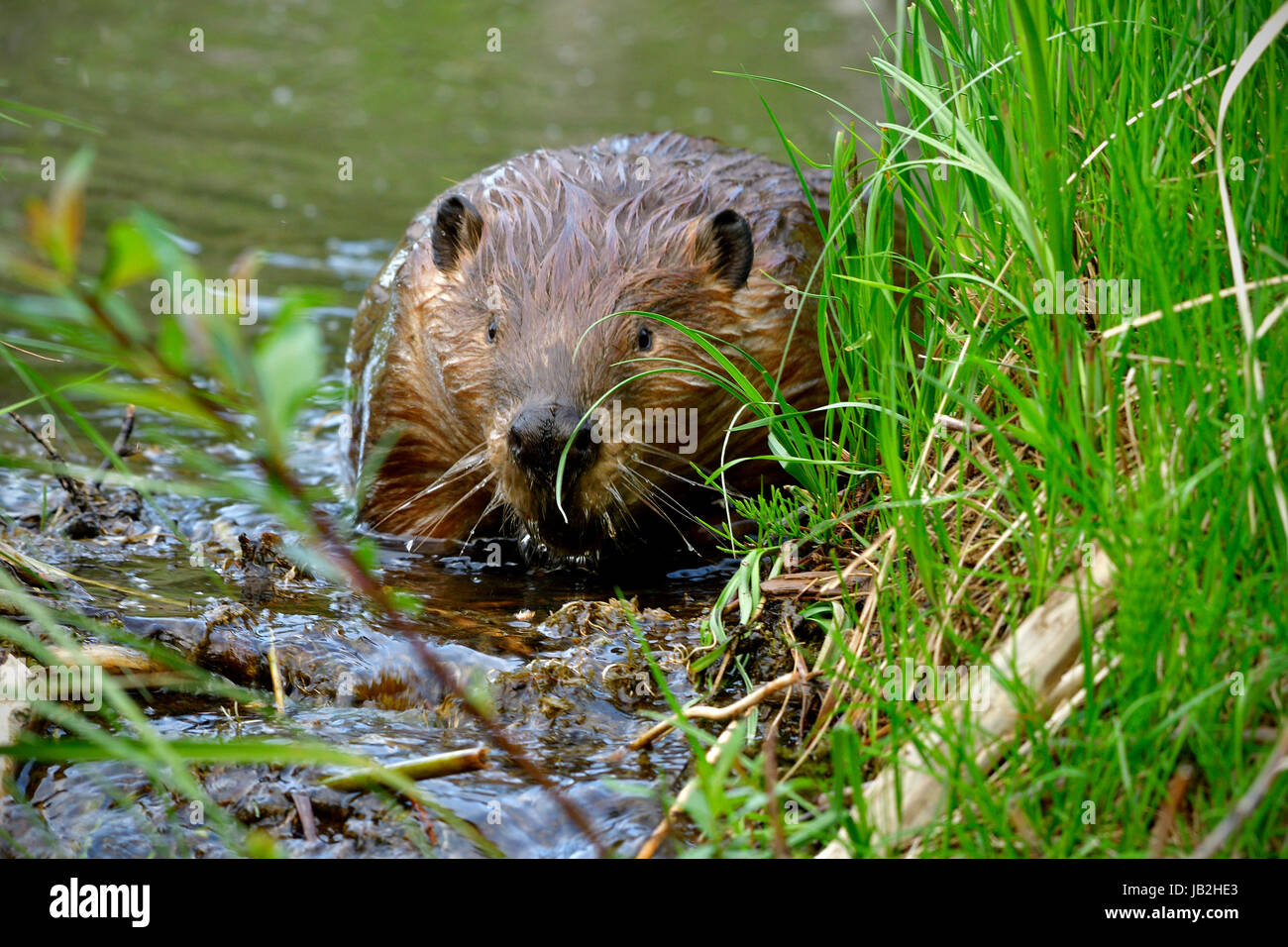 An adult wild beaver climbing over a spillway on the top of his beaver