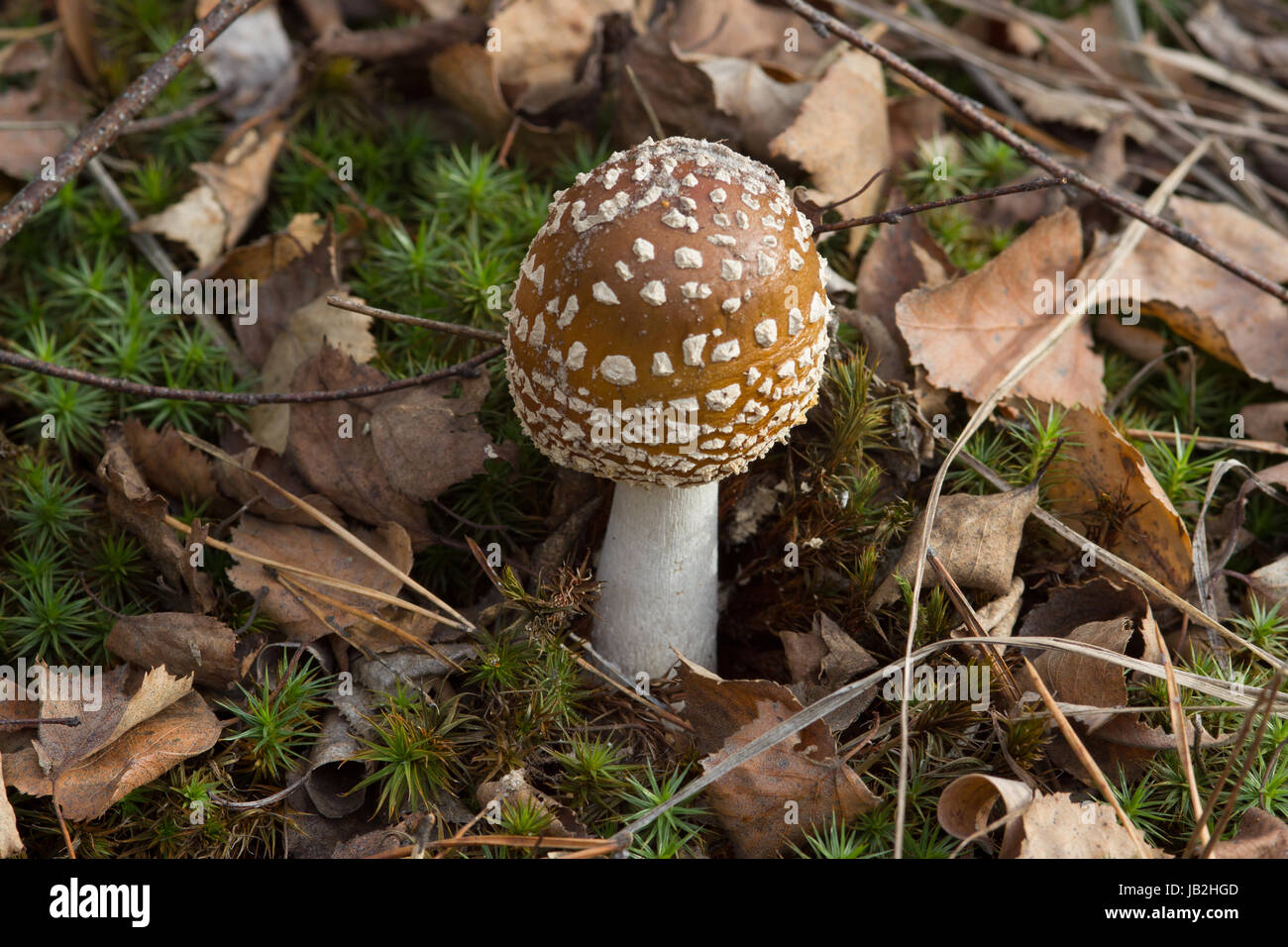 mushroom with brown hat and white spots in the autumn wood and brown