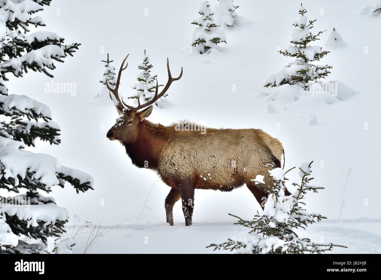 A side view of a bull elk  Cervus elaphus; walking through the deep snow if an Alberta winter Stock Photo