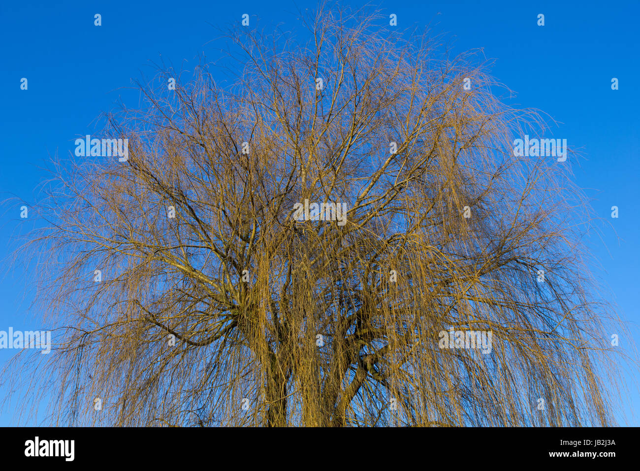 weeping willow Stock Photo