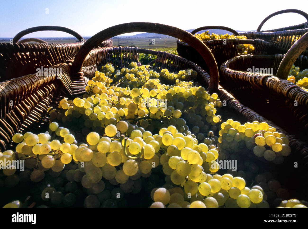 BURGUNDIAN BURGUNDY GRAPE BASKETS Grand Cru Chardonnay white wine grapes in vineyard of Louis Latour Hill of Corton. Aloxe-Corton, Côte d'Or, France Stock Photo