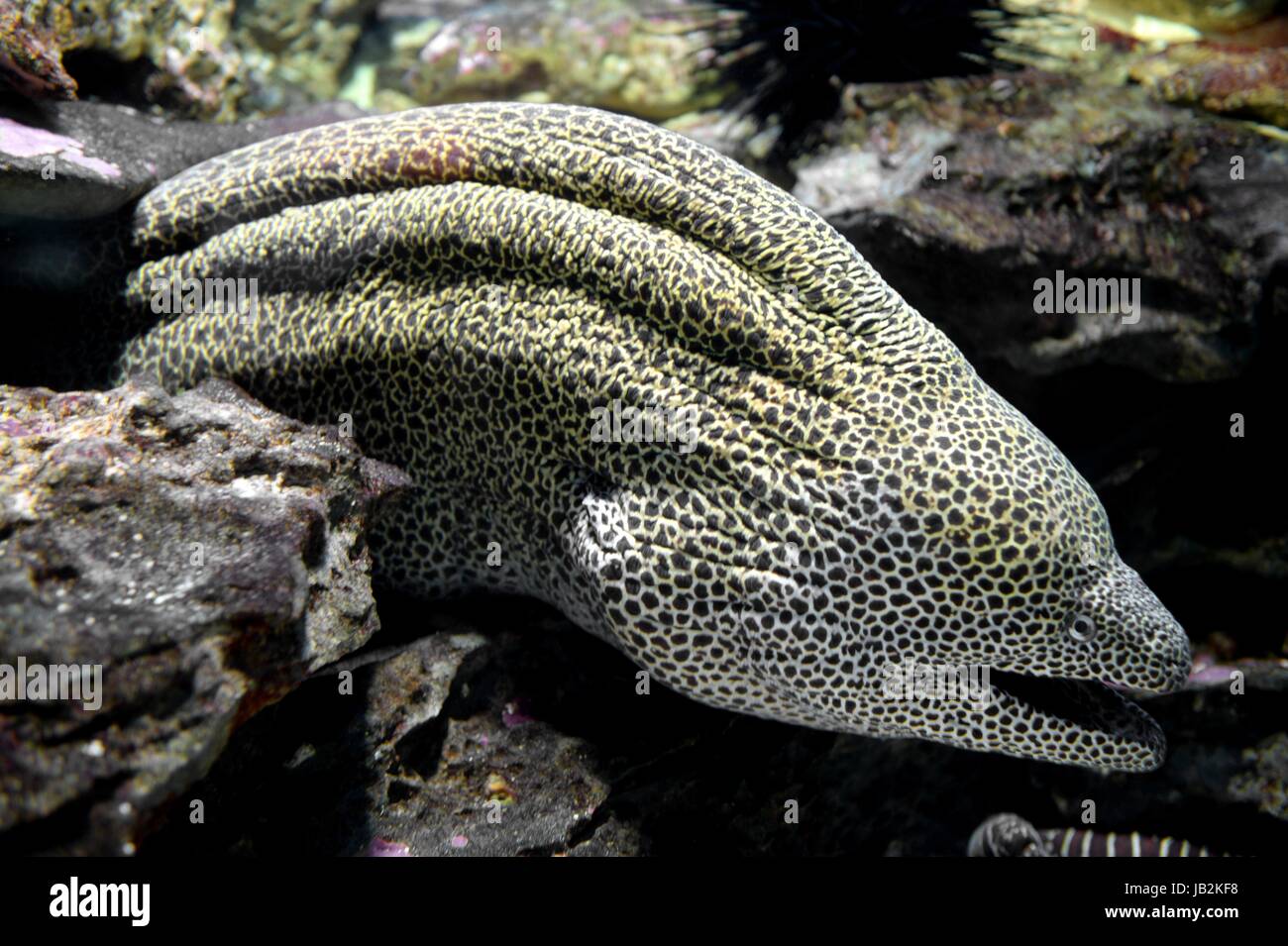 Close up shots of maine life in an aquarium Stock Photo