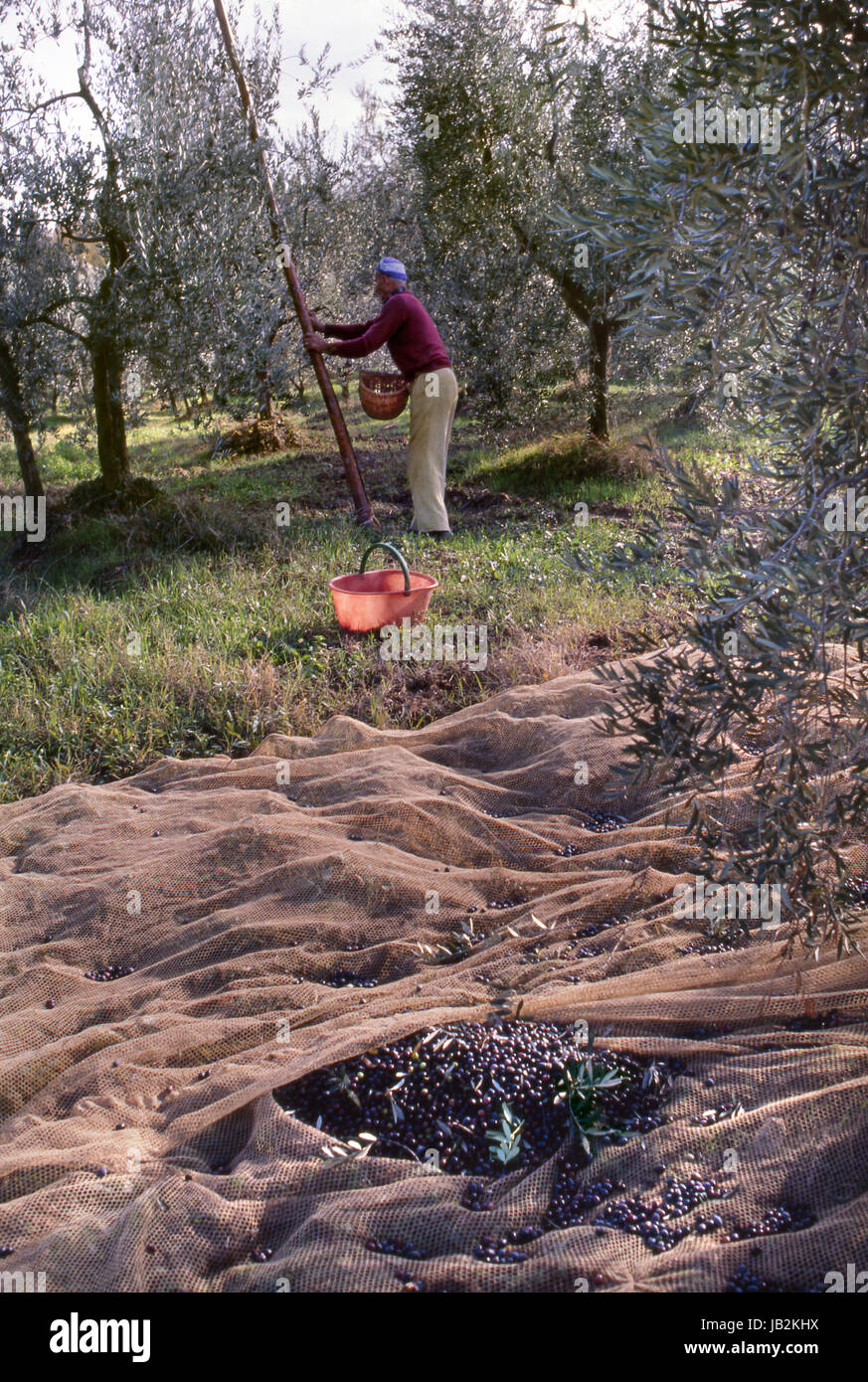OLIVE GROVE TUSCANY HARVEST RUSTIC Italian man in olive grove in late afternoon sun, using traditional techniques to harvest olives, Tuscany, Italy. Stock Photo