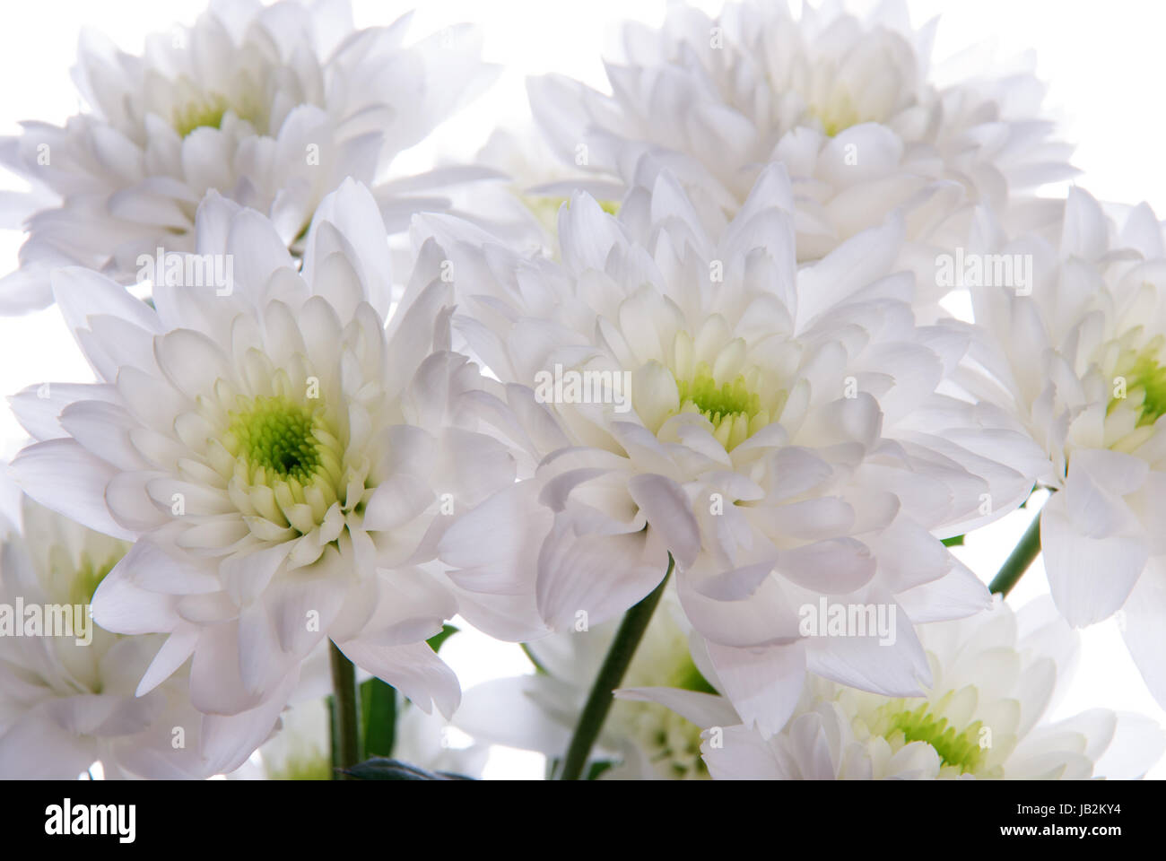 A Close Up of White Flowers in a Bunch of White Flowers, Isolated Stock ...