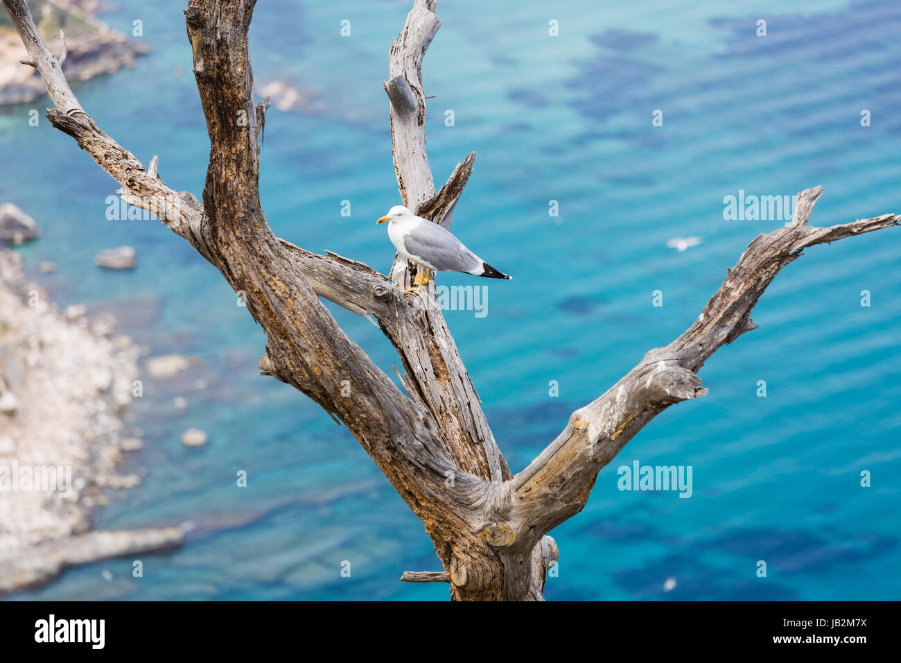 Seagull standing on dead tree, branch, wood Stock Photo