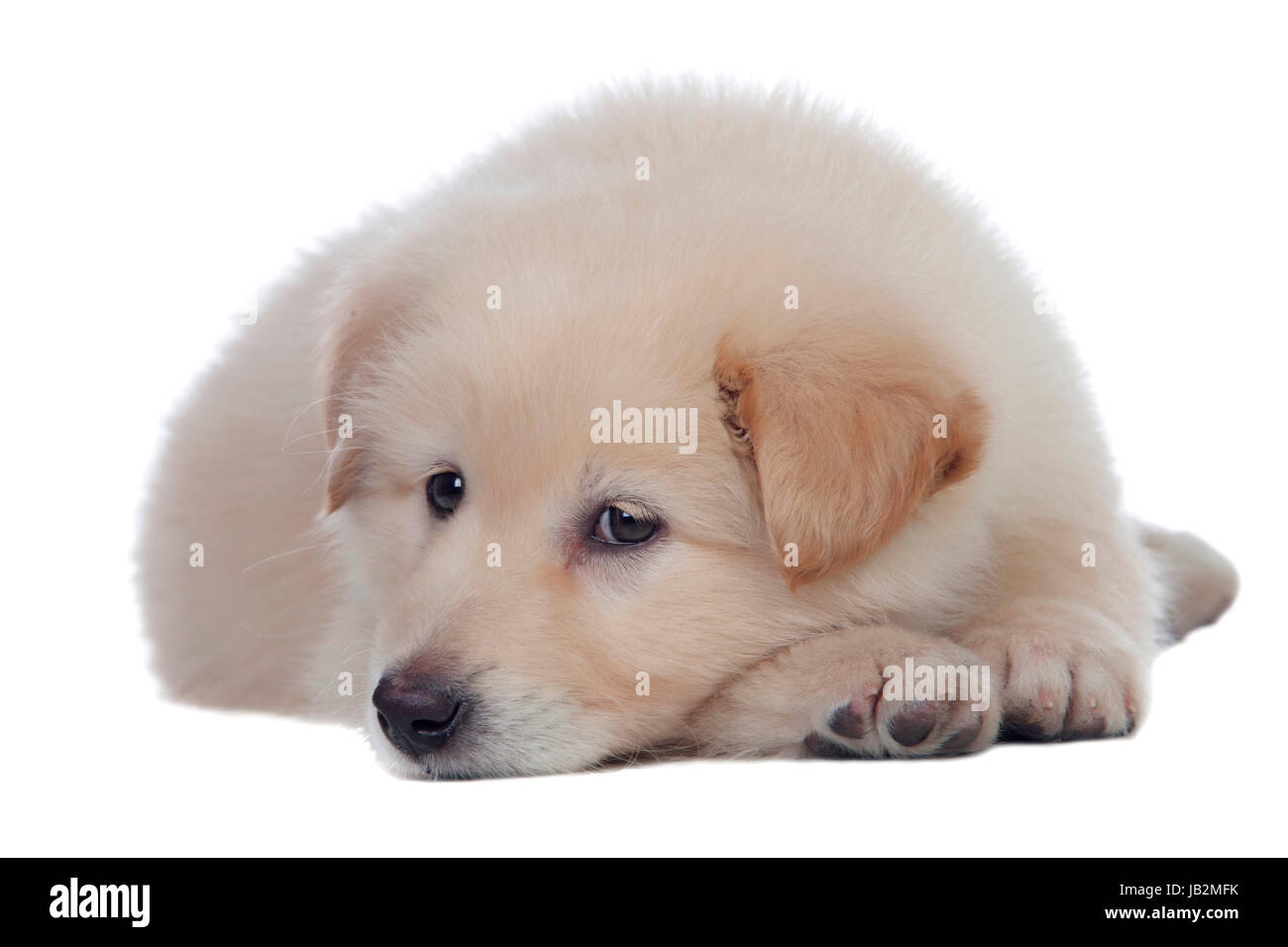 What Dog Breed Has The Softest Hair