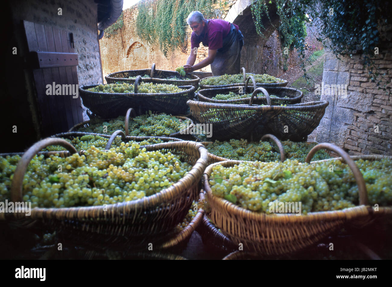 CHARDONNAY HARVEST Burgundy baskets of harvested Chardonnay grapes outside Louis Latour Château de Grancey winery, French wine worker checking grapes Stock Photo