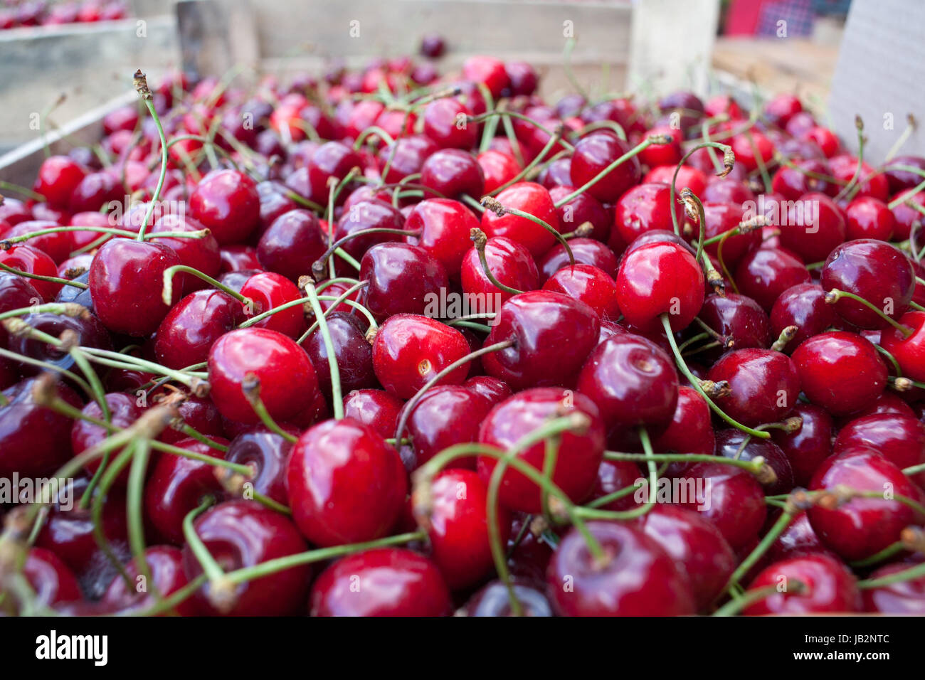 Ripe red delicious and healthy cherry. Many cherries. Background of ...